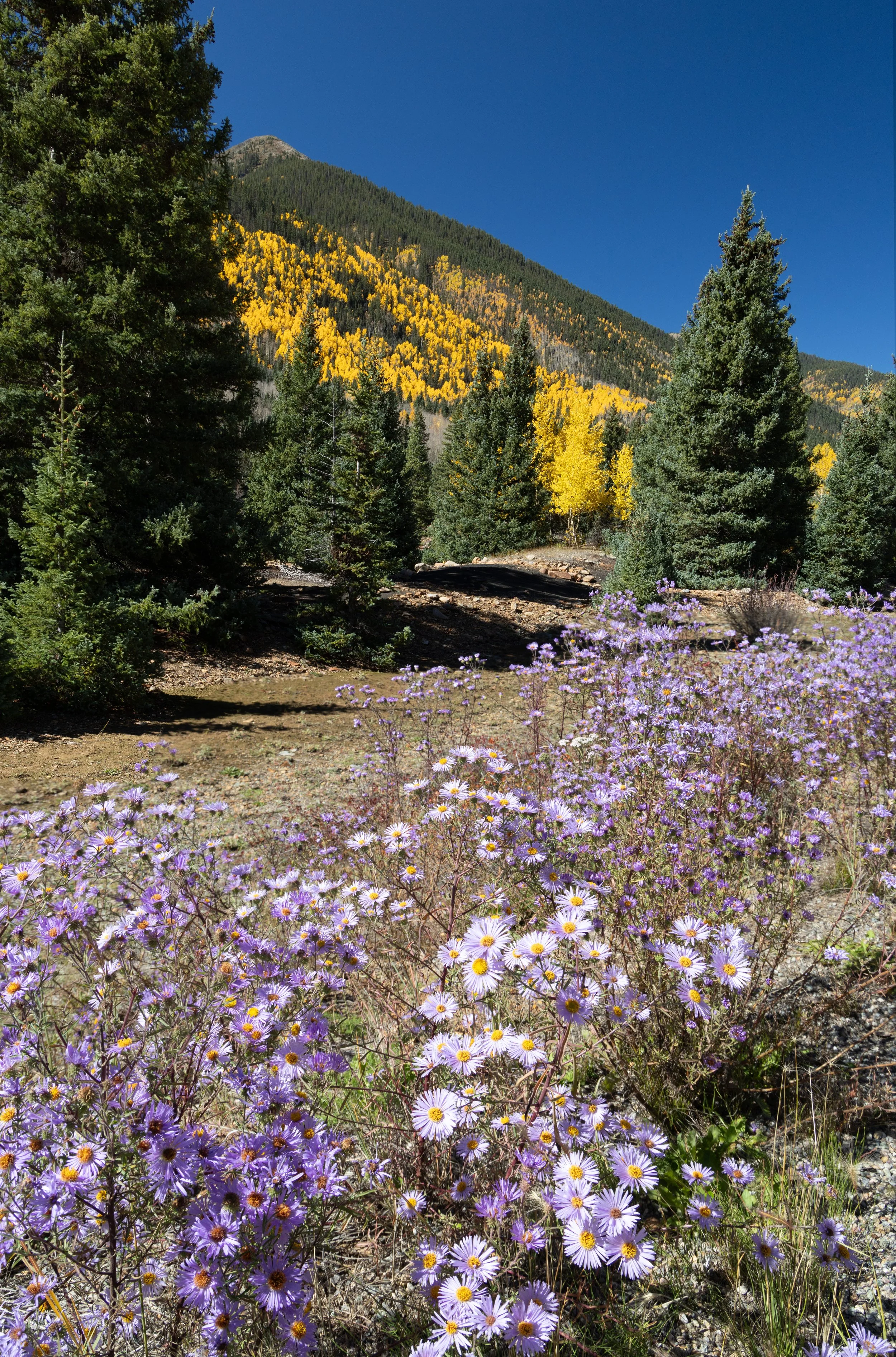  Summer Flowers and Fall Colors, a beautiful mix. 