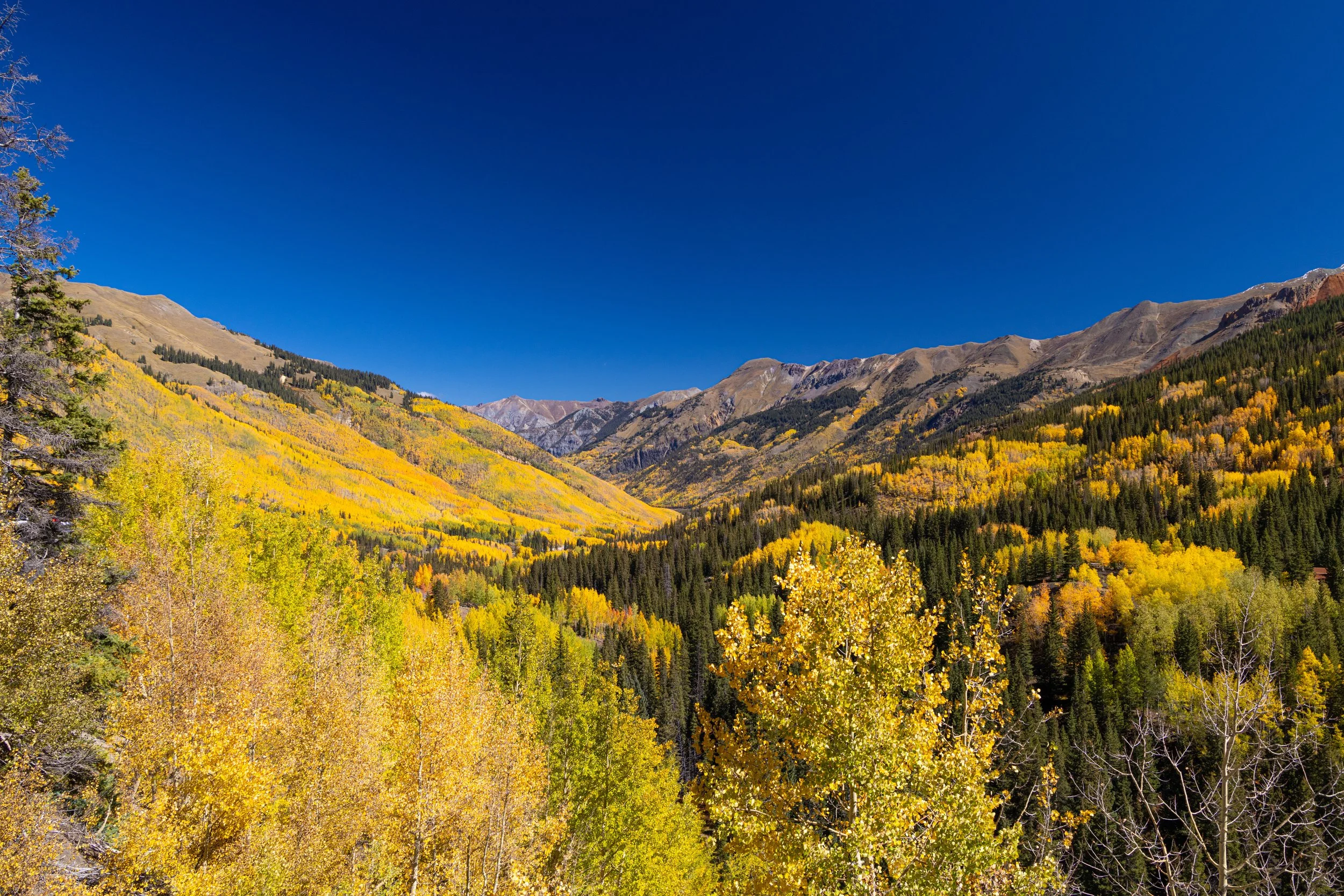  A sea, of Yellow. - Southwestern Colorado 