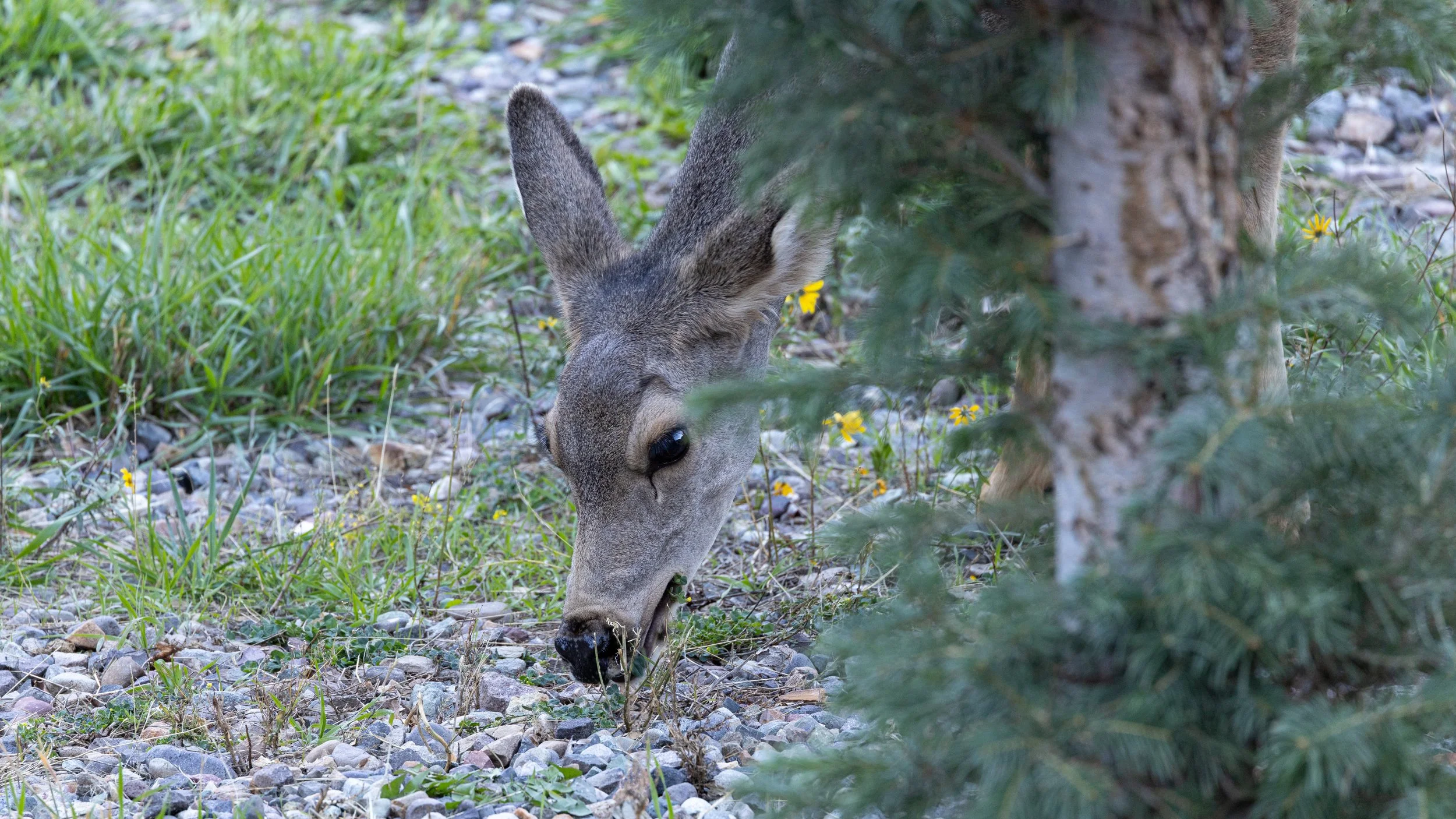  Mom Mule Deer, searching for breakfast. 
