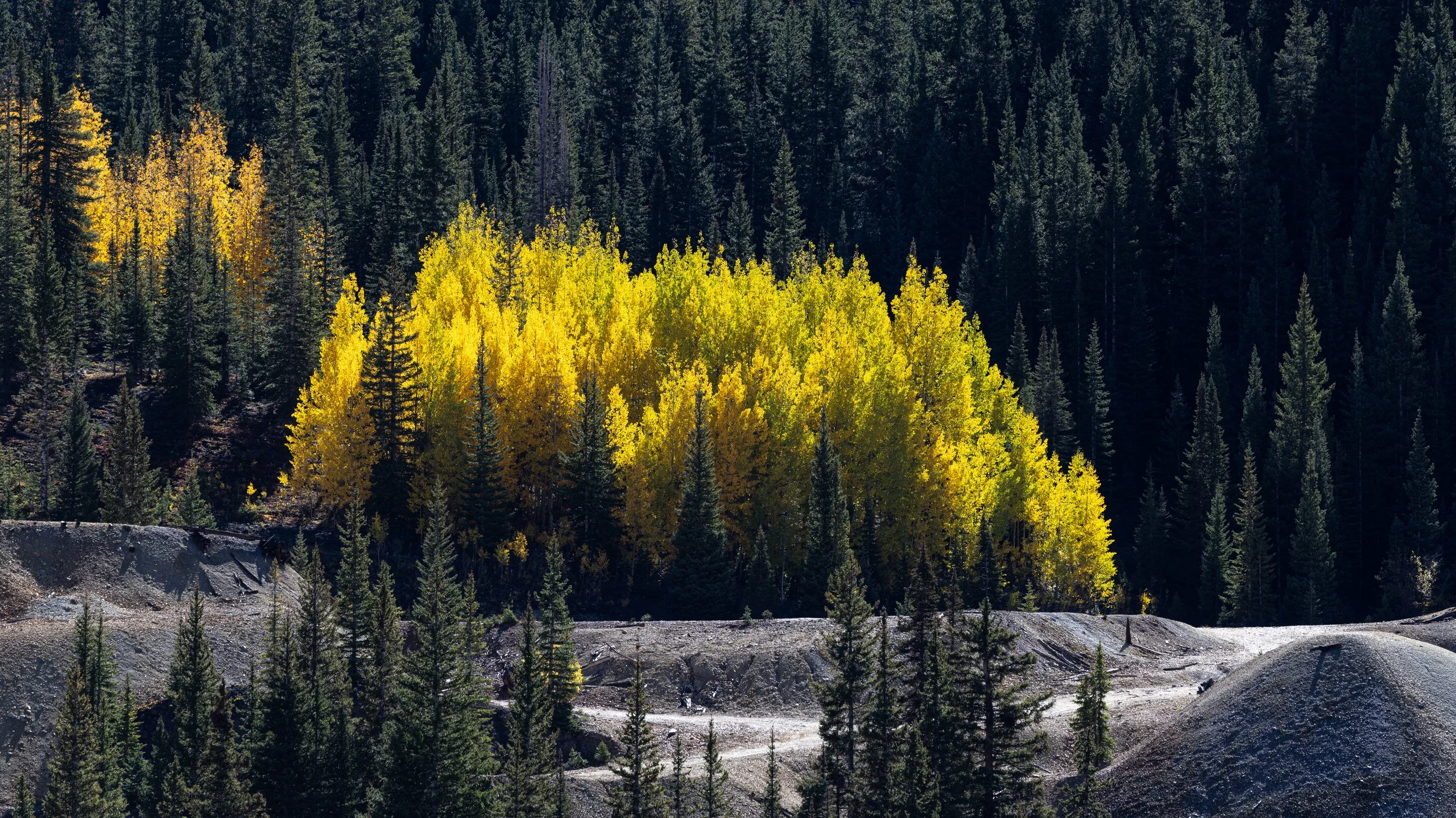  Backlit Fall - Southwestern Colorado 