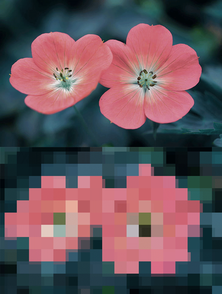 Flower-Animation.gif