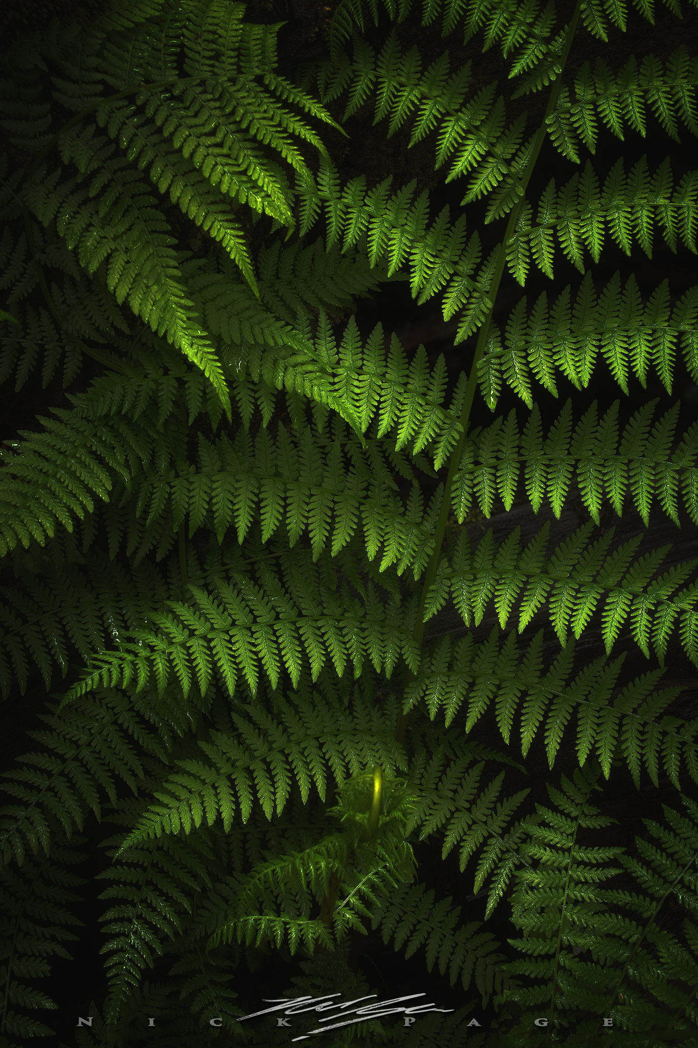 dark-ferns.jpg