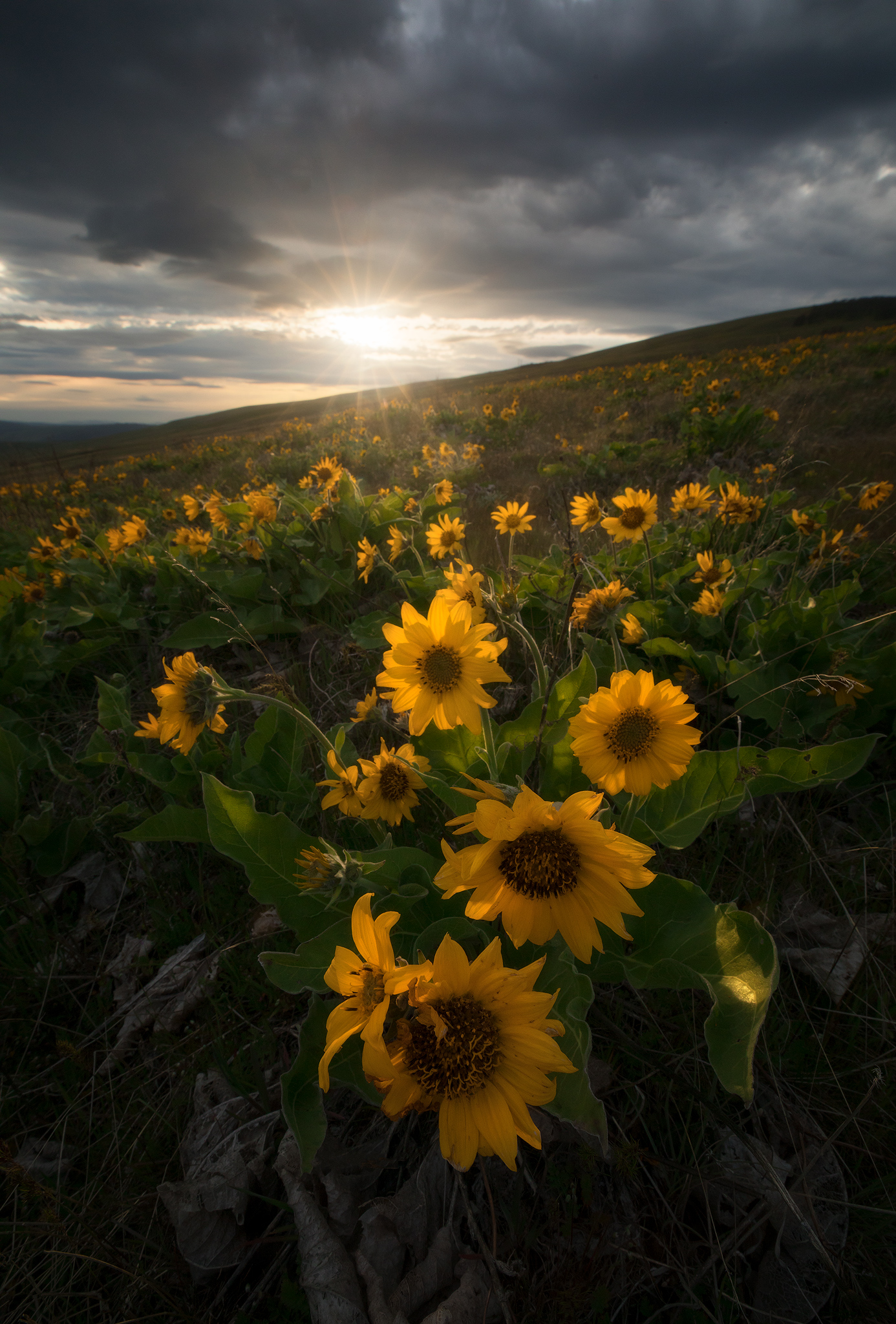 dalles-mountain-sunset.jpg