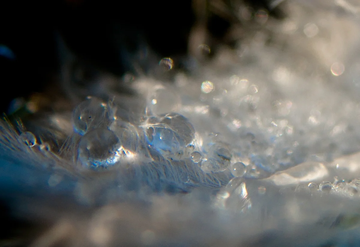 Holly-Victoria-Norval_drops.jpg