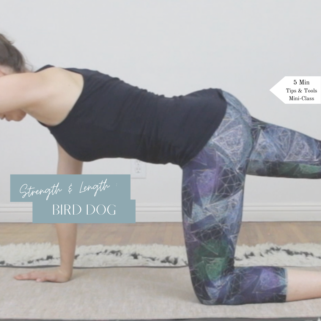 Alleviate Low Back Pain | Bird Dog Exercise