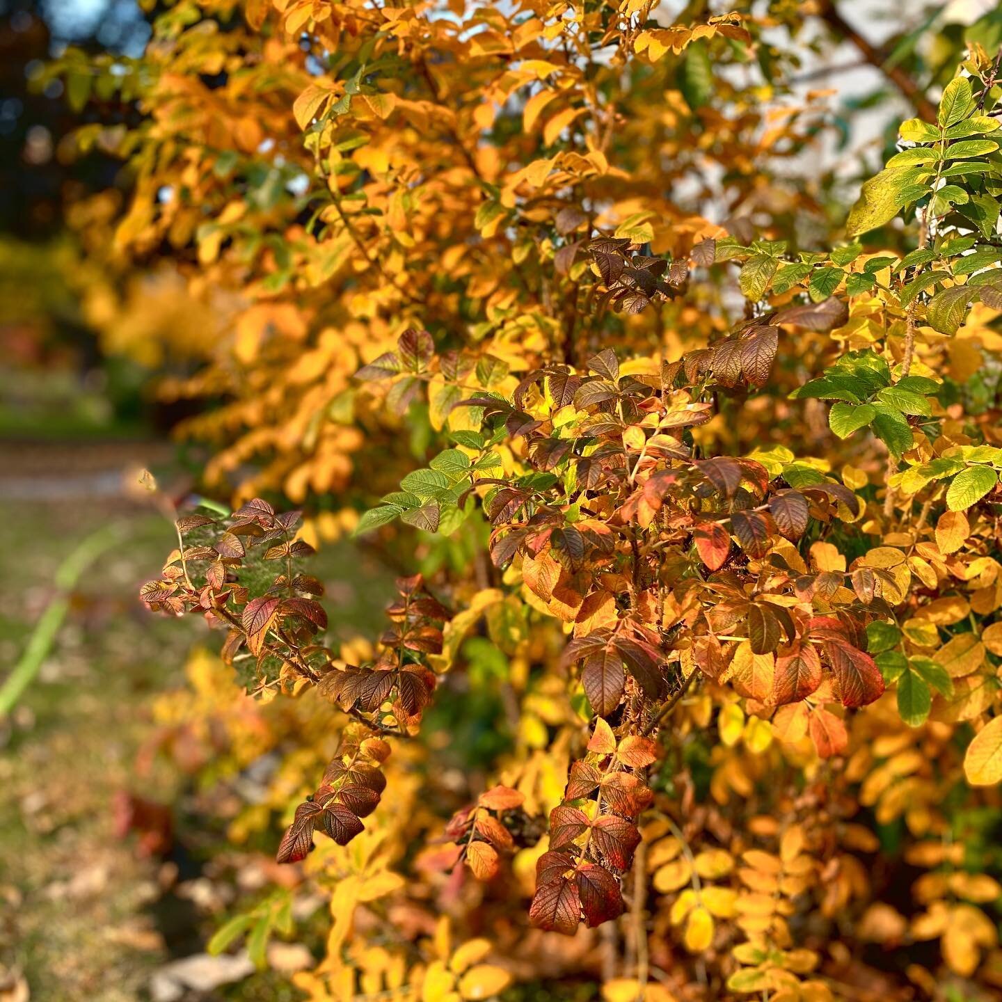 October Flames🍁
The garden in its golden fury
Blazes bright in the evening sun.
Burgundy, orange, yellow
Sparkling embers fall in a slight breeze
The world on fire.
.
.
.
#instapoetry #fallgarden #rosarugosa #instapoetrycommunity