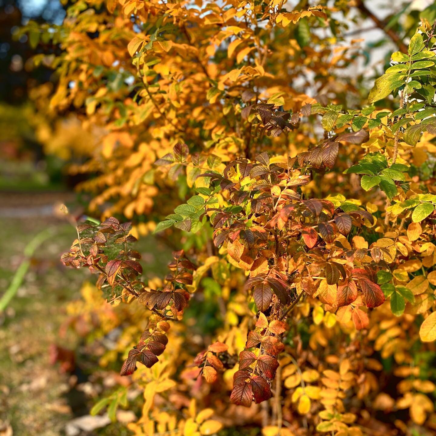 October Flames🍁
The garden in its golden fury
Blazes bright in the evening sun.
Burgundy, orange, yellow
Sparkling embers fall in a slight breeze
The world on fire.
.
.
.
#instapoetry #fallgarden #rosarugosa #instapoetrycommunity