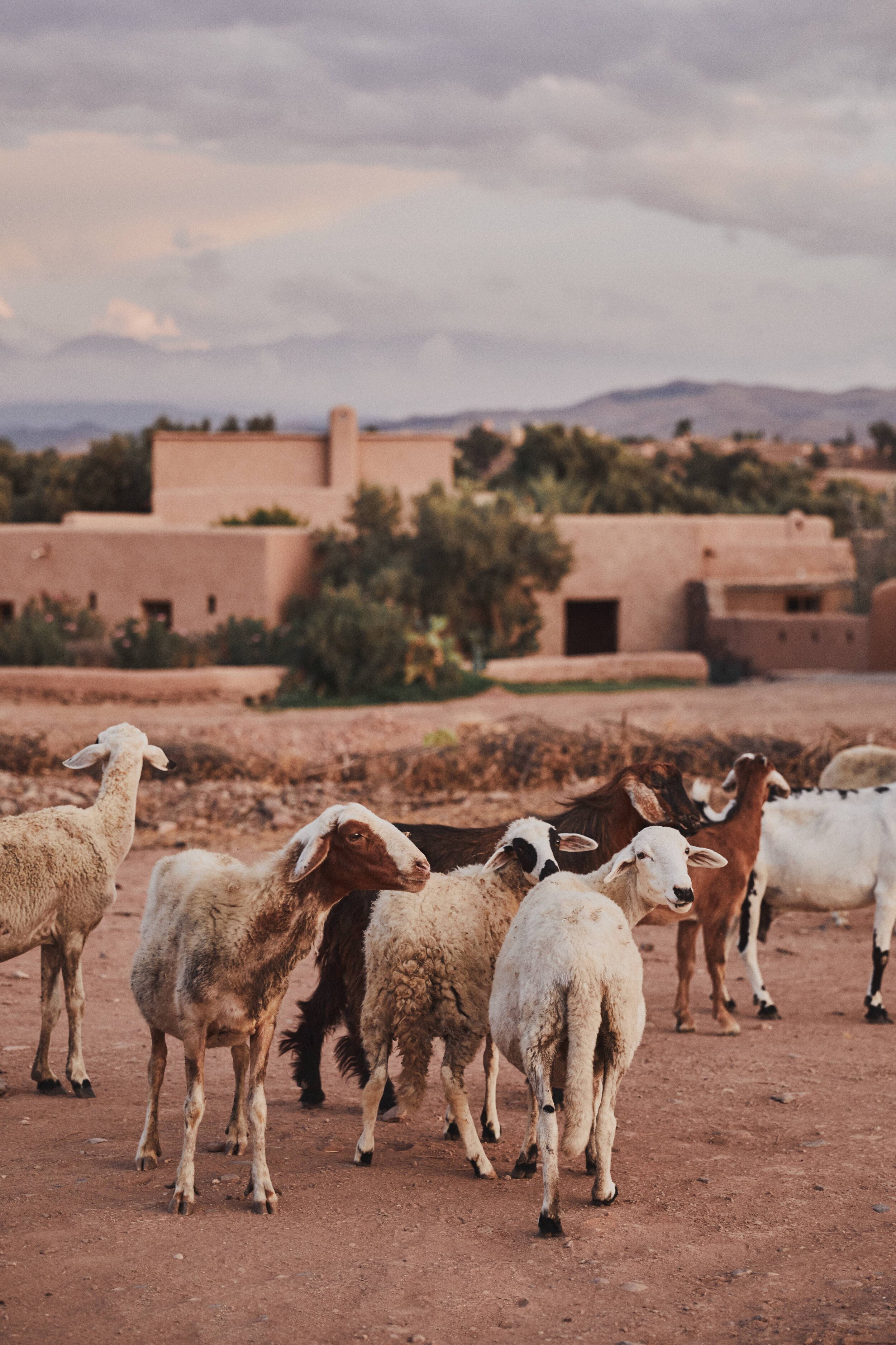 190909_Marrakech_2279.jpg