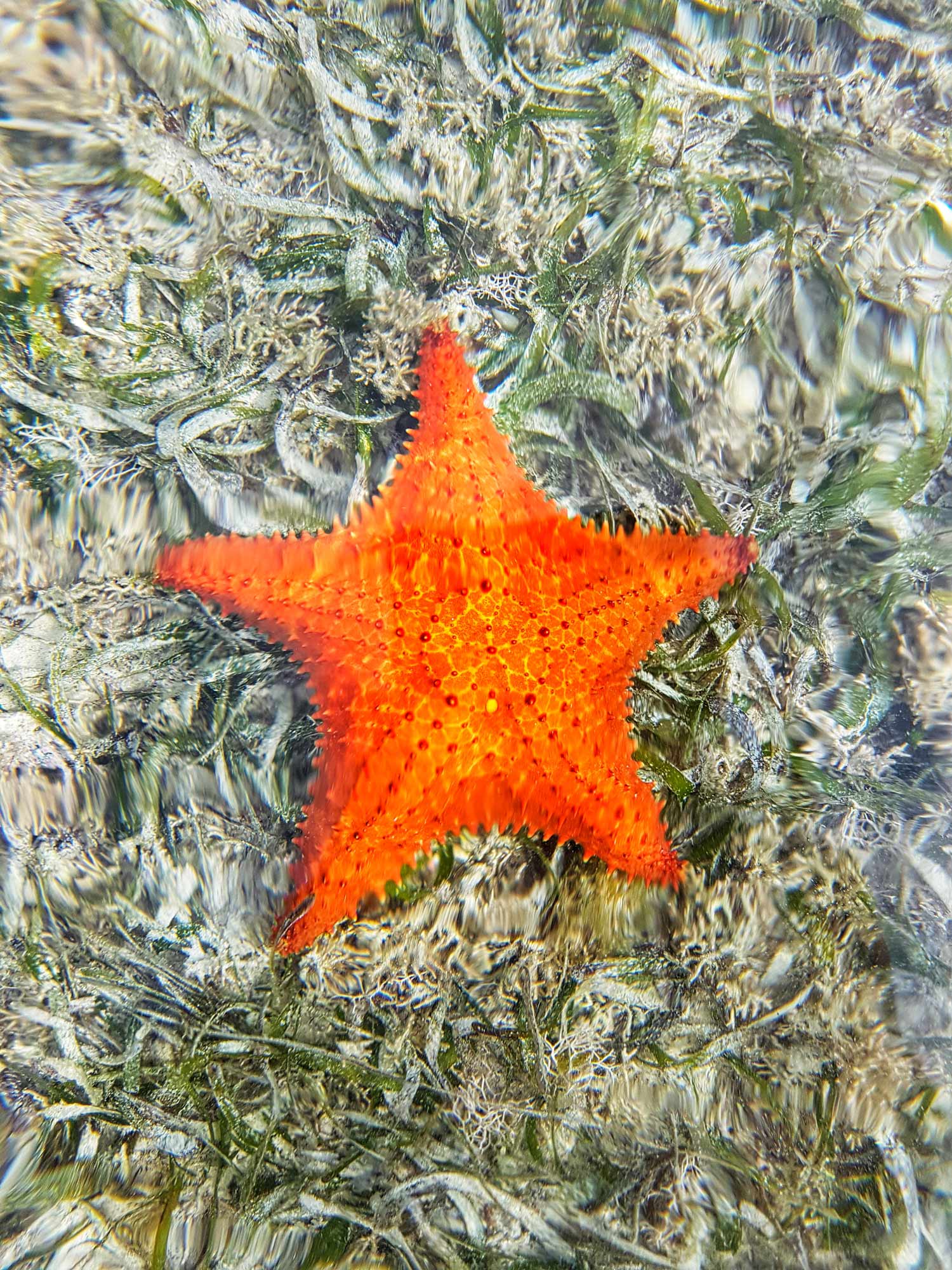 nature-starfish-claudiab.jpg