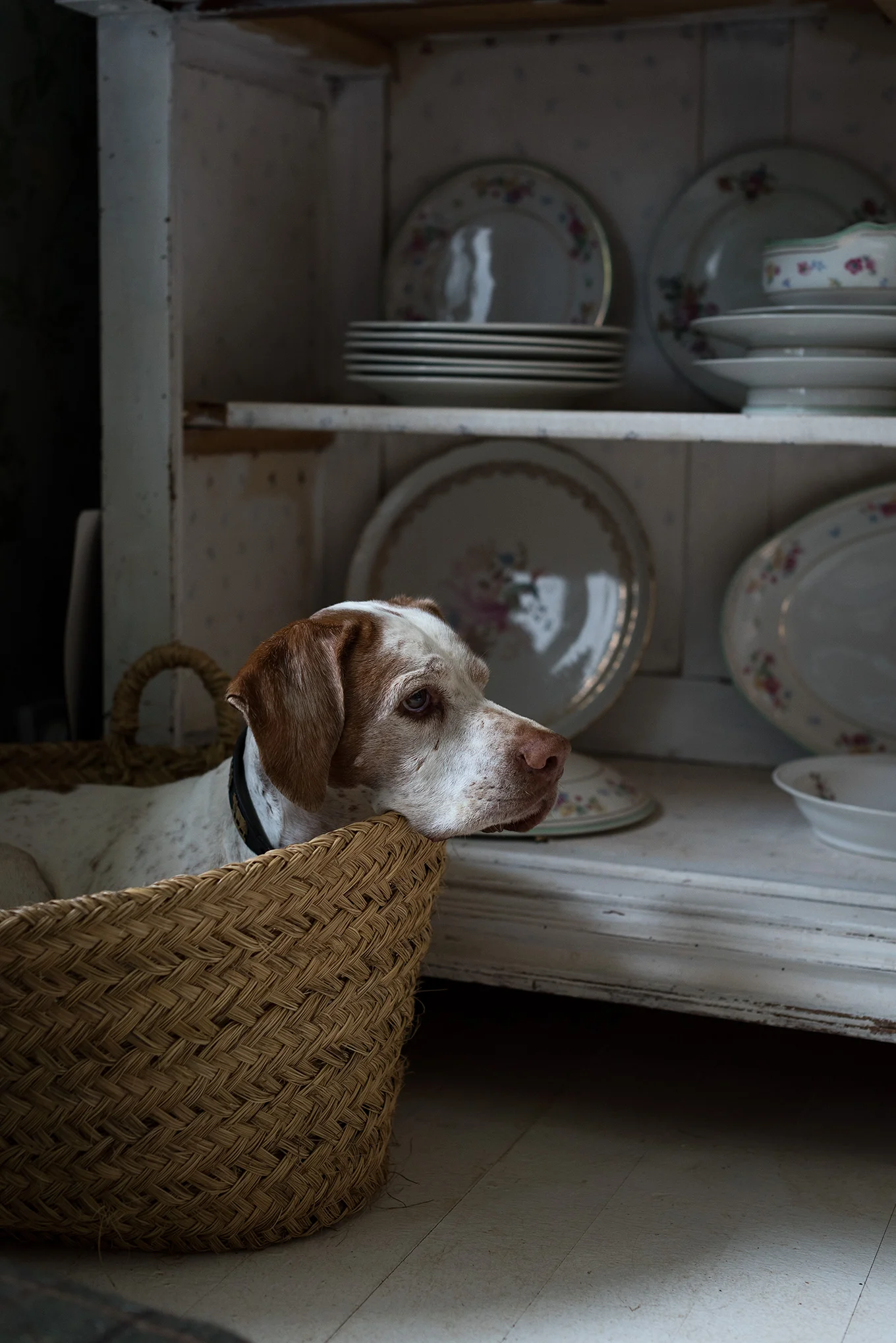 retrato-perro.jpg