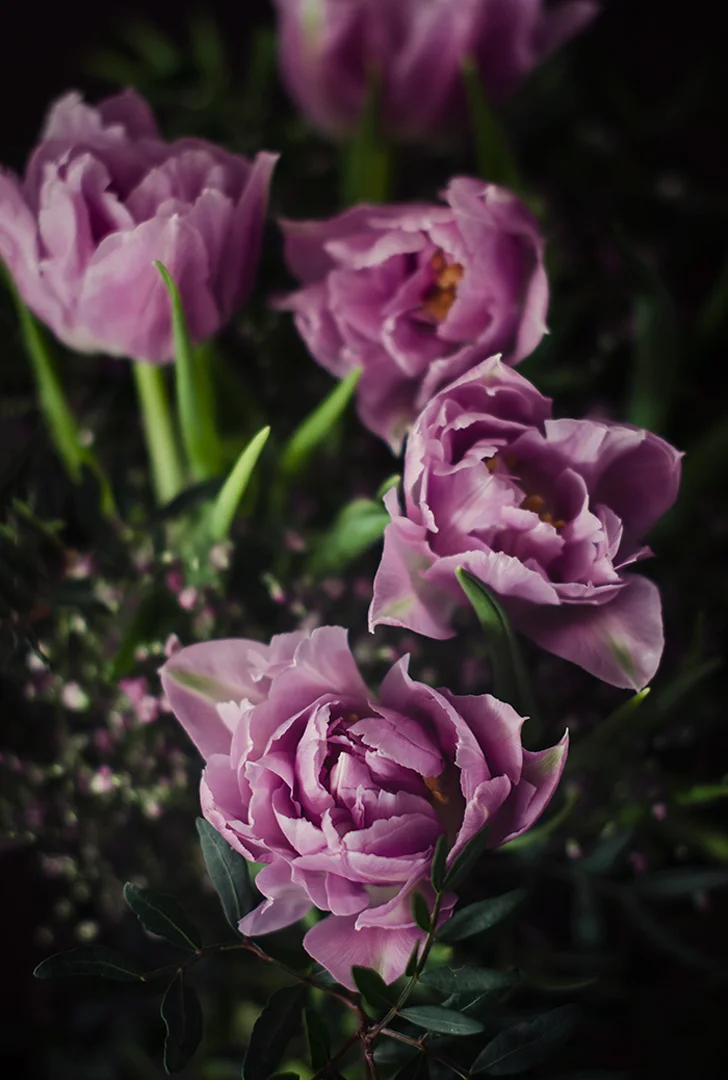 Tulipan-rizado-morado.jpg