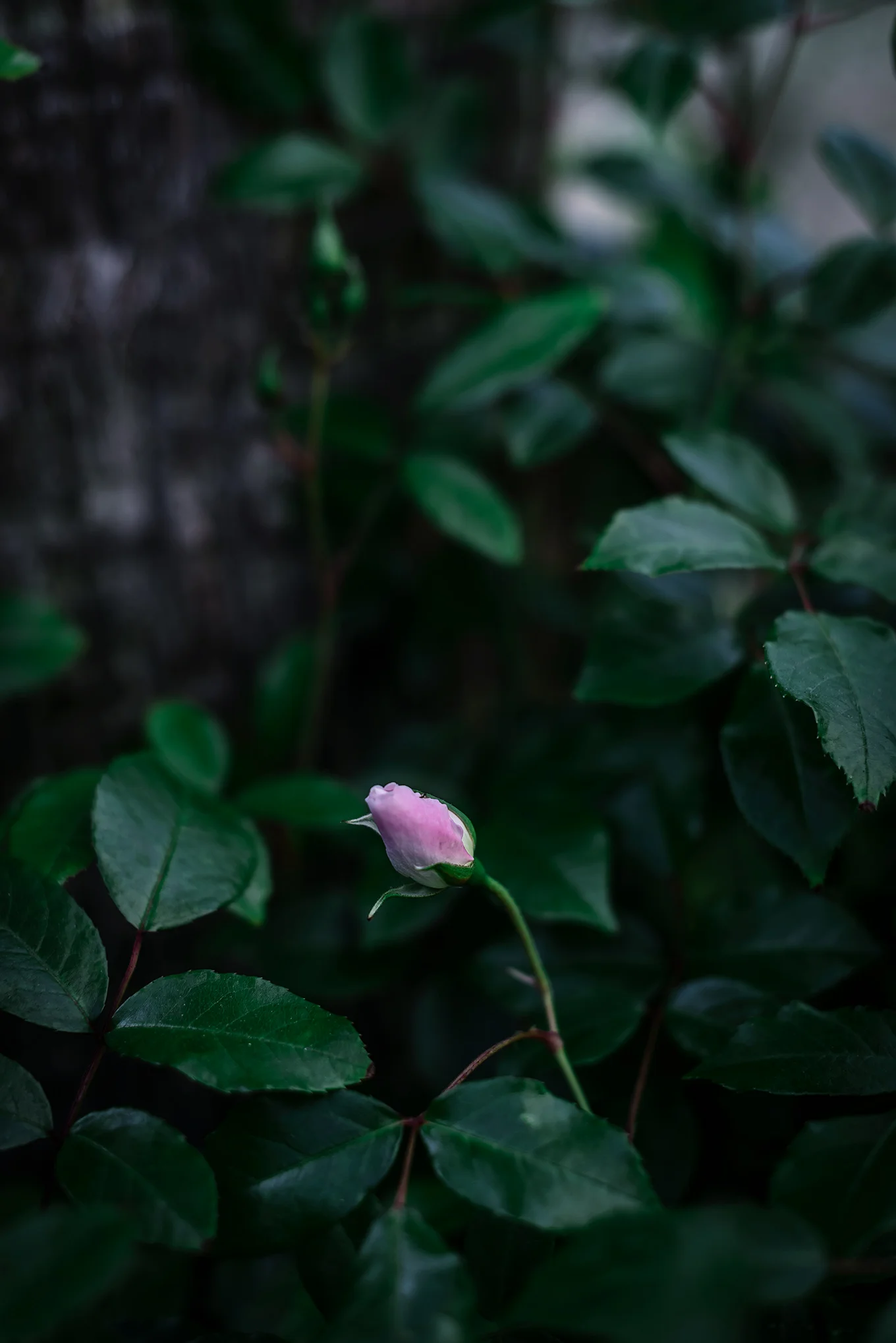 Rosal-mini.jpg