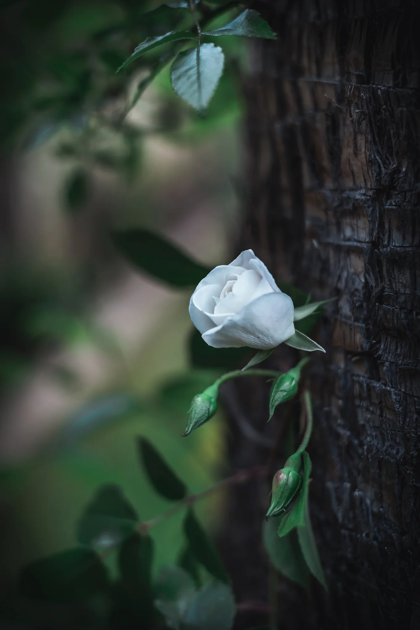 Rosa-mini-blanca.jpg