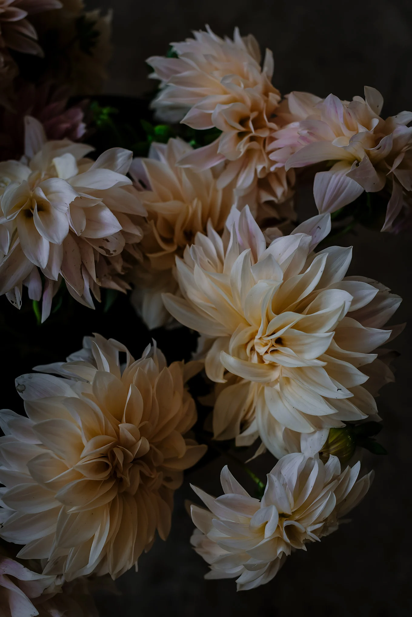 Dahlias.jpg
