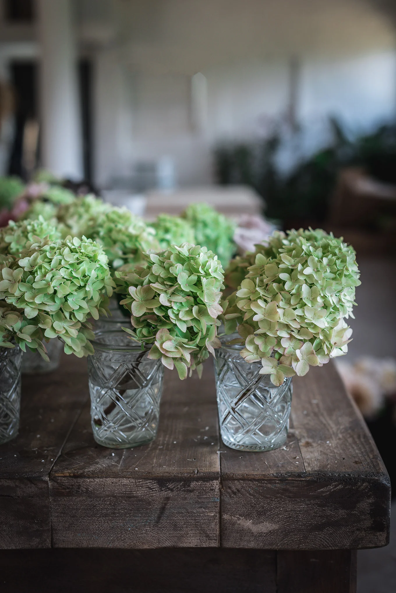 Hortensias.jpg