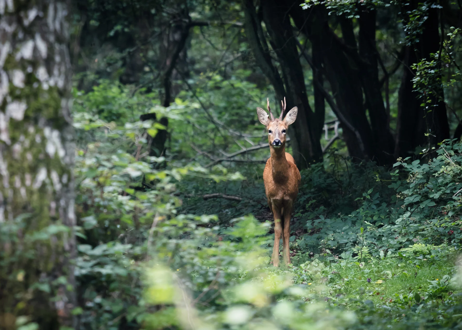 Nature web-15.jpg
