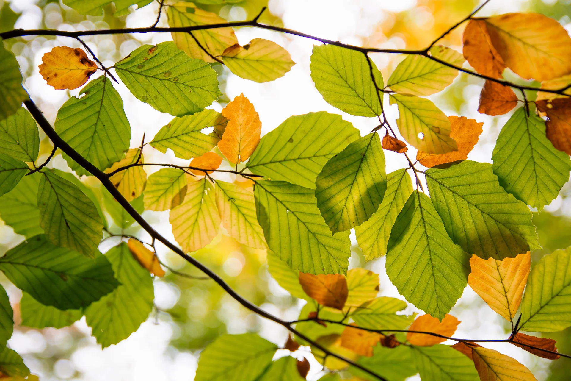 Nature web-16.jpg