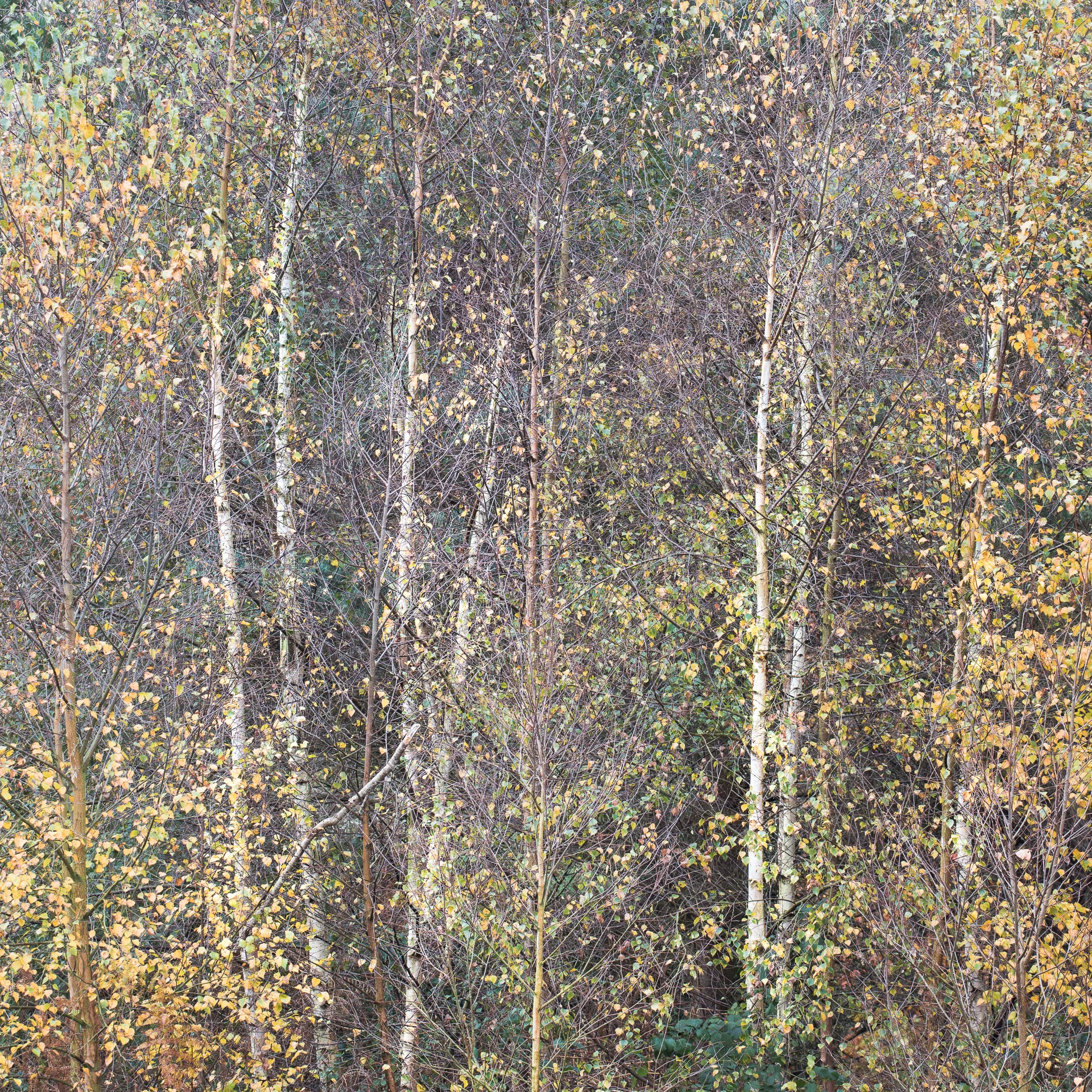 Nature web-19.jpg