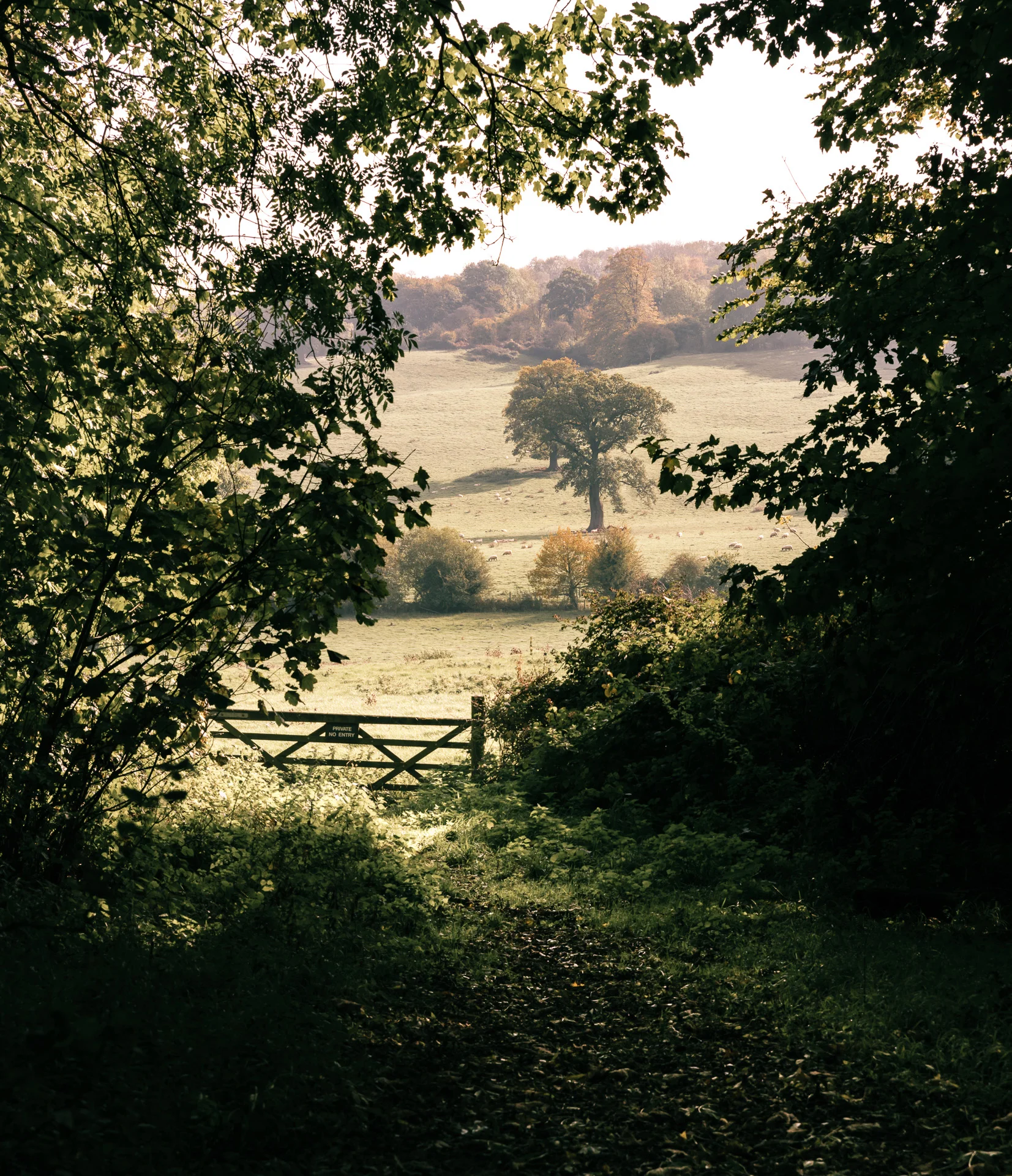 Nature web-17.jpg