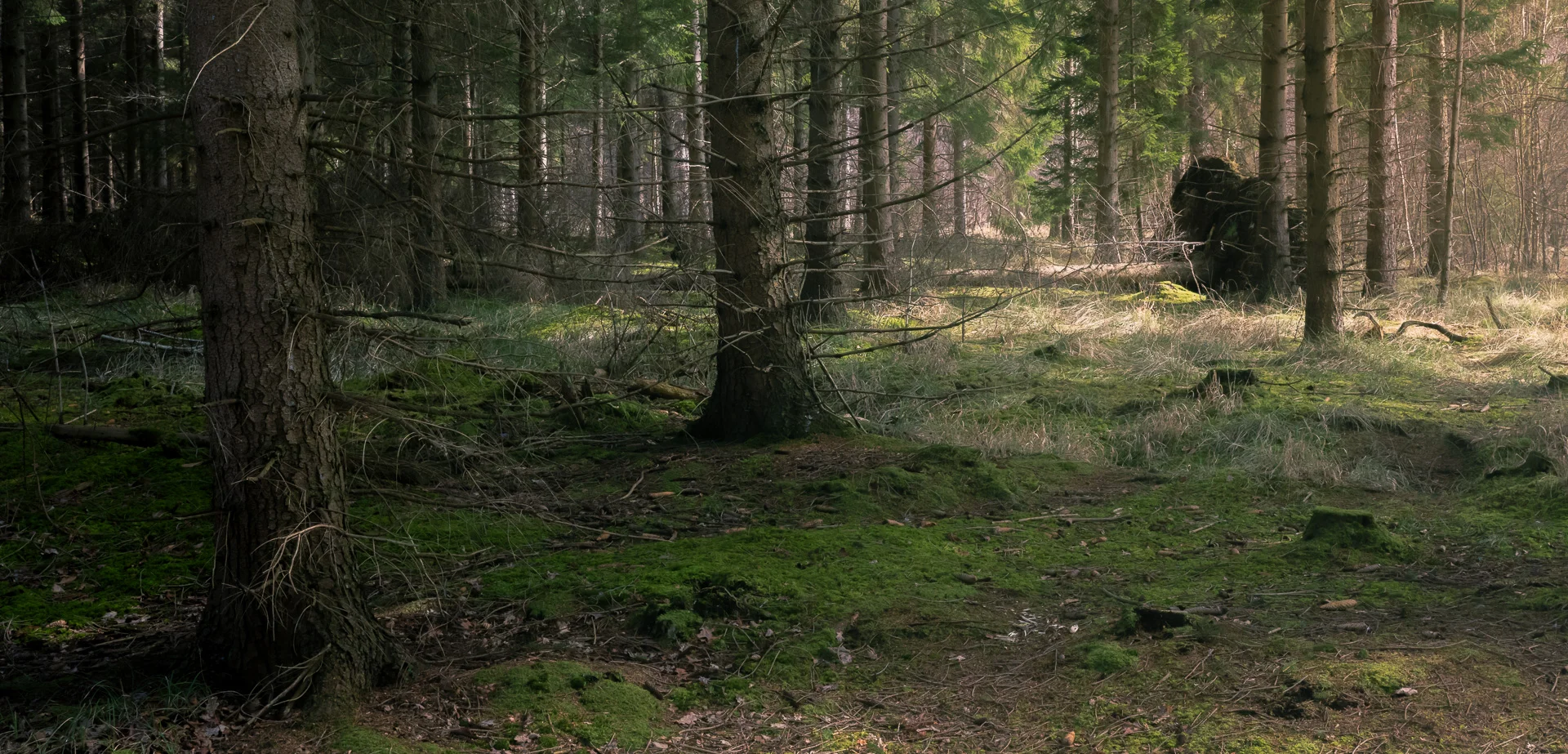 Mindful photography woodland.jpg