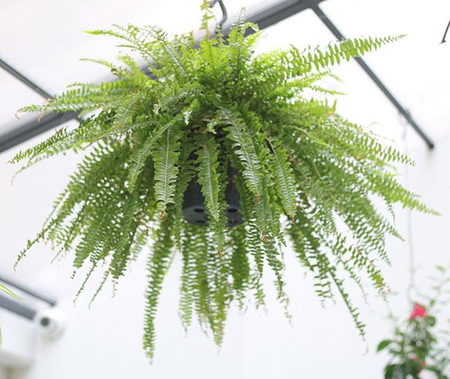 The BHB #PlantOfTheWeek by @robandtheplants is the Sideshow Bob, errr.... Boston Fern. ⠀
⠀
This famous fern, like most, is found in the undergrowth of humid rainforests so that means to keep a prizewinner you have to keep it well misted! If you've no