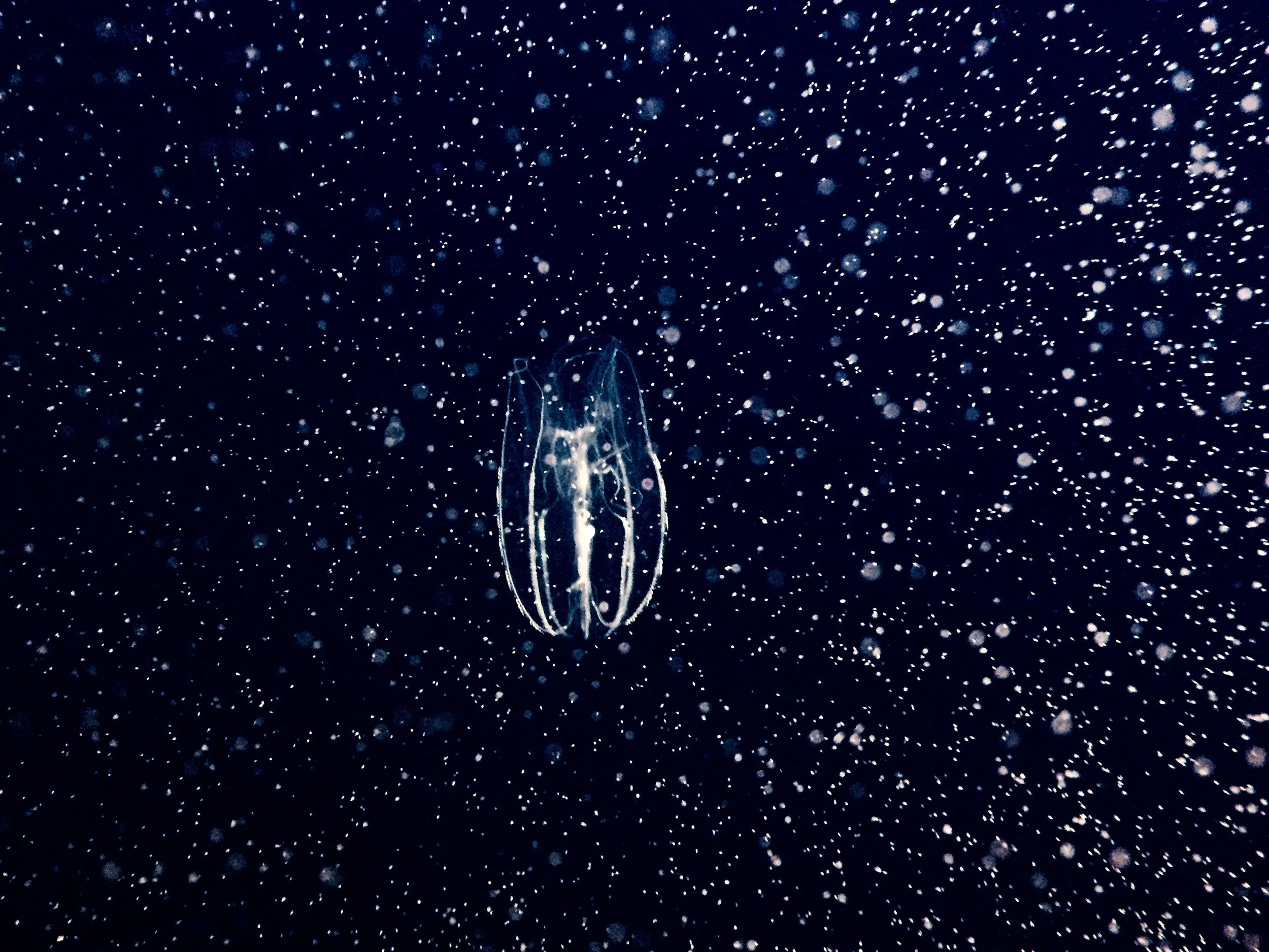 FullSizeRender 3.jpg