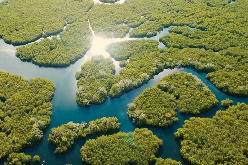 Mapping Mangroves