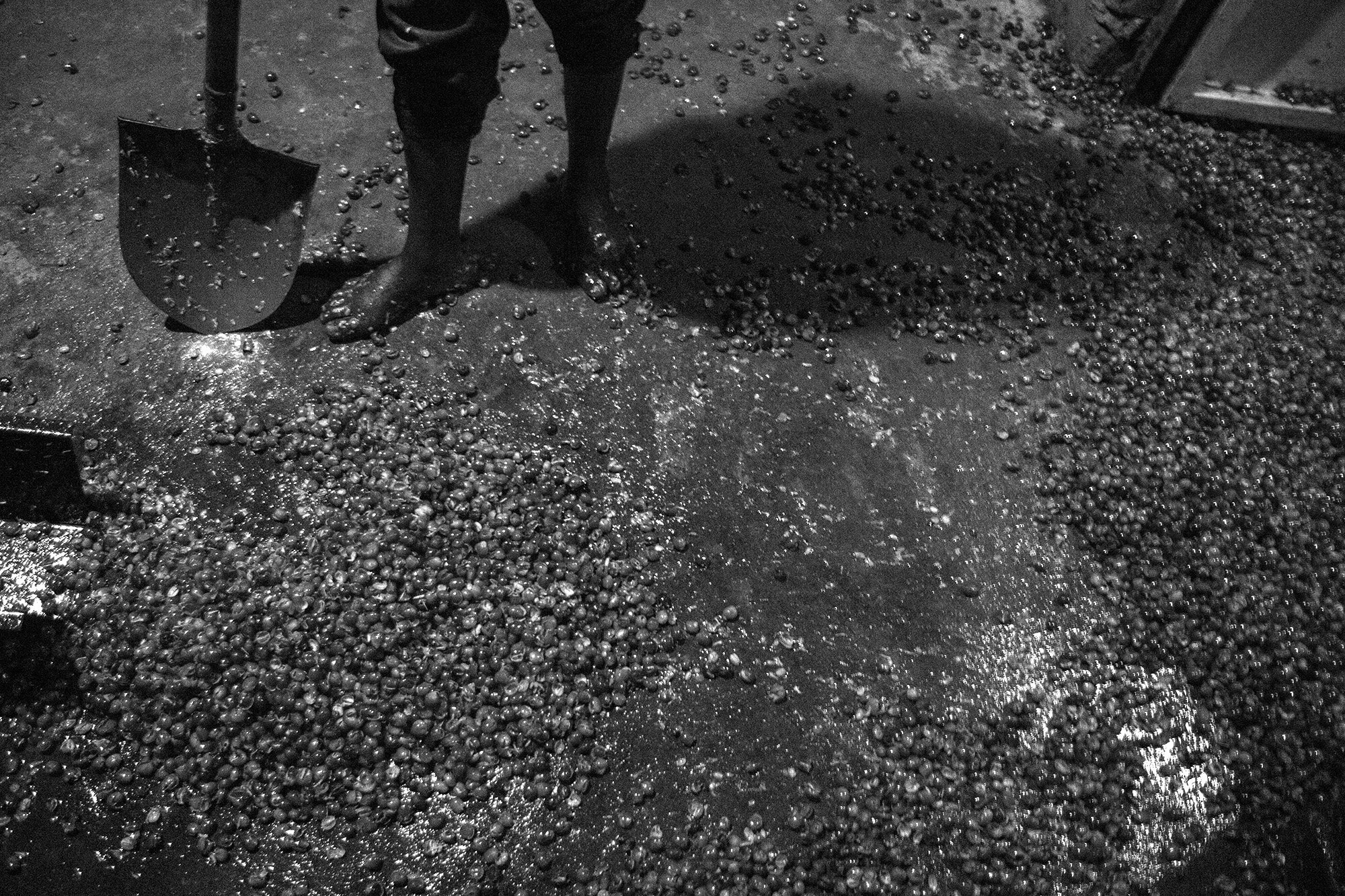 29_D2A7723_bw copy.jpg