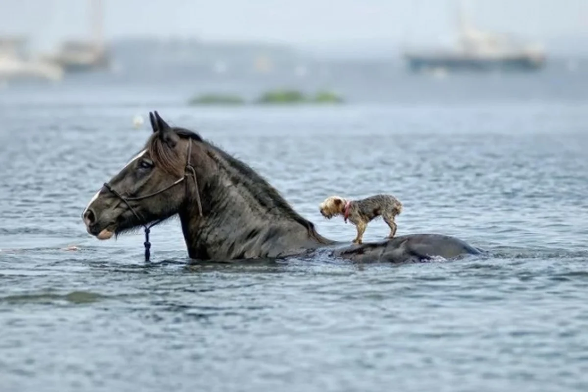 Horse with pup.jpg