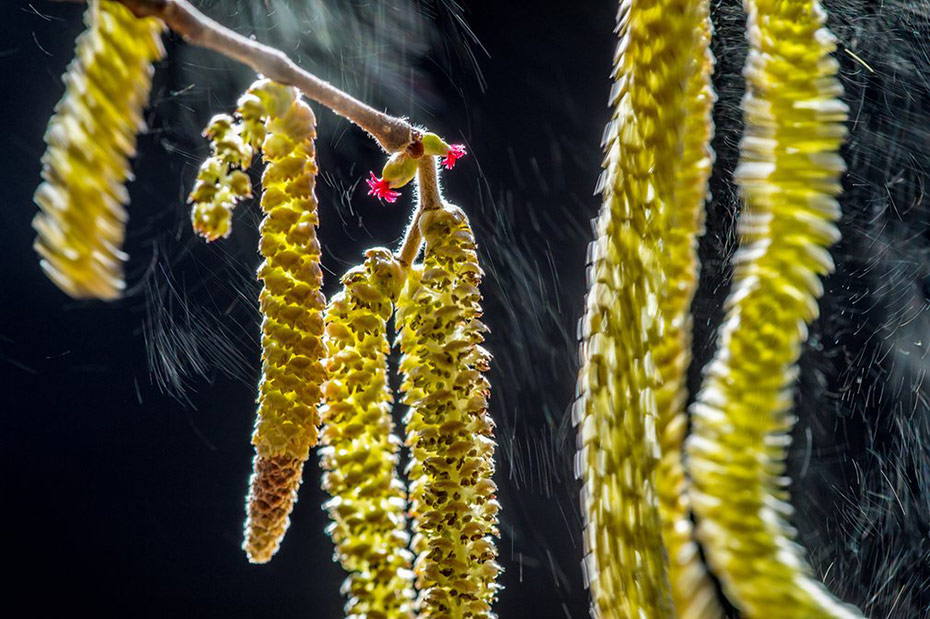 5-wildlife-photographer-of-the-year-winners.jpg