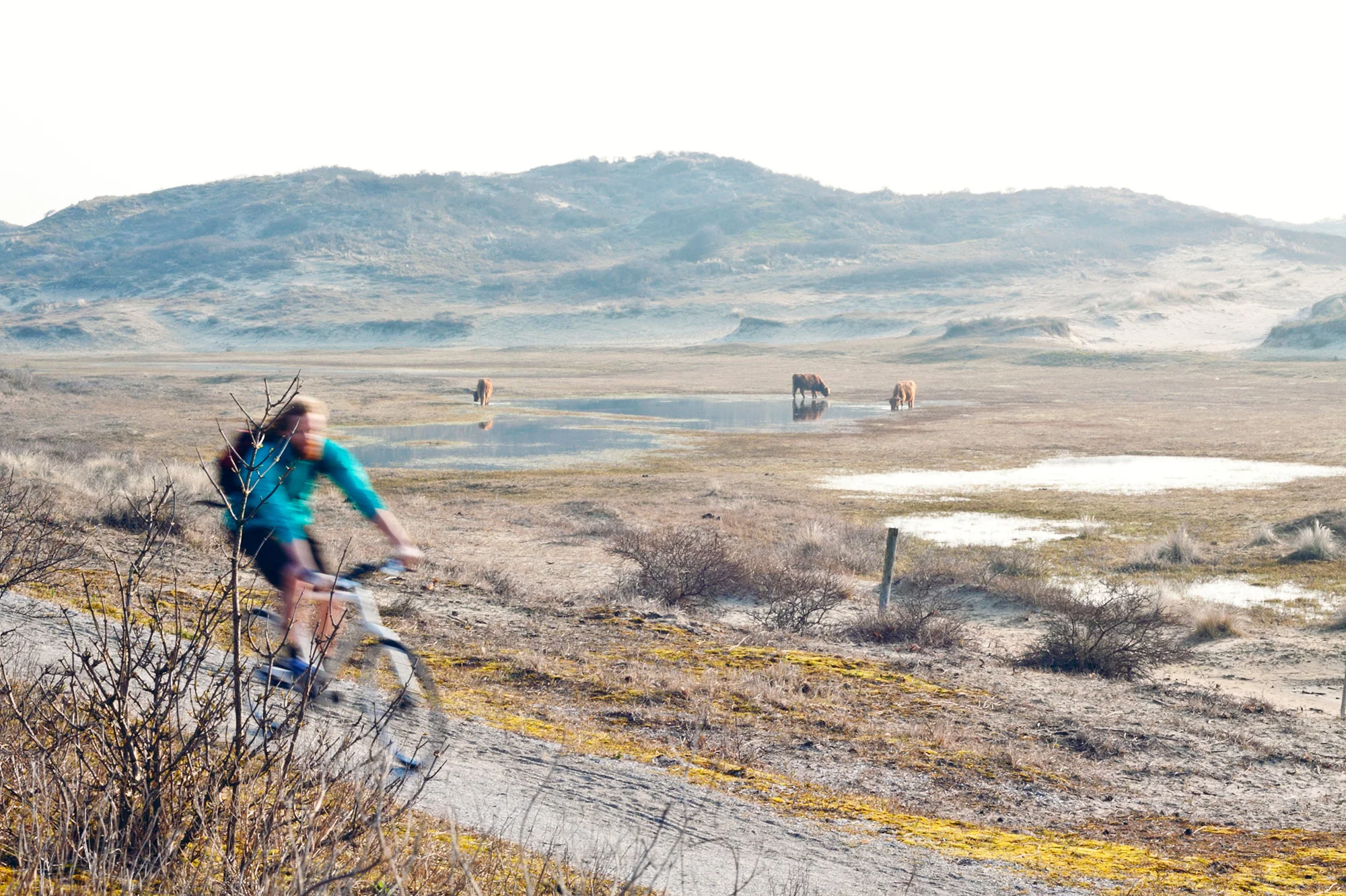 duinen-fiets-werk_8.jpg