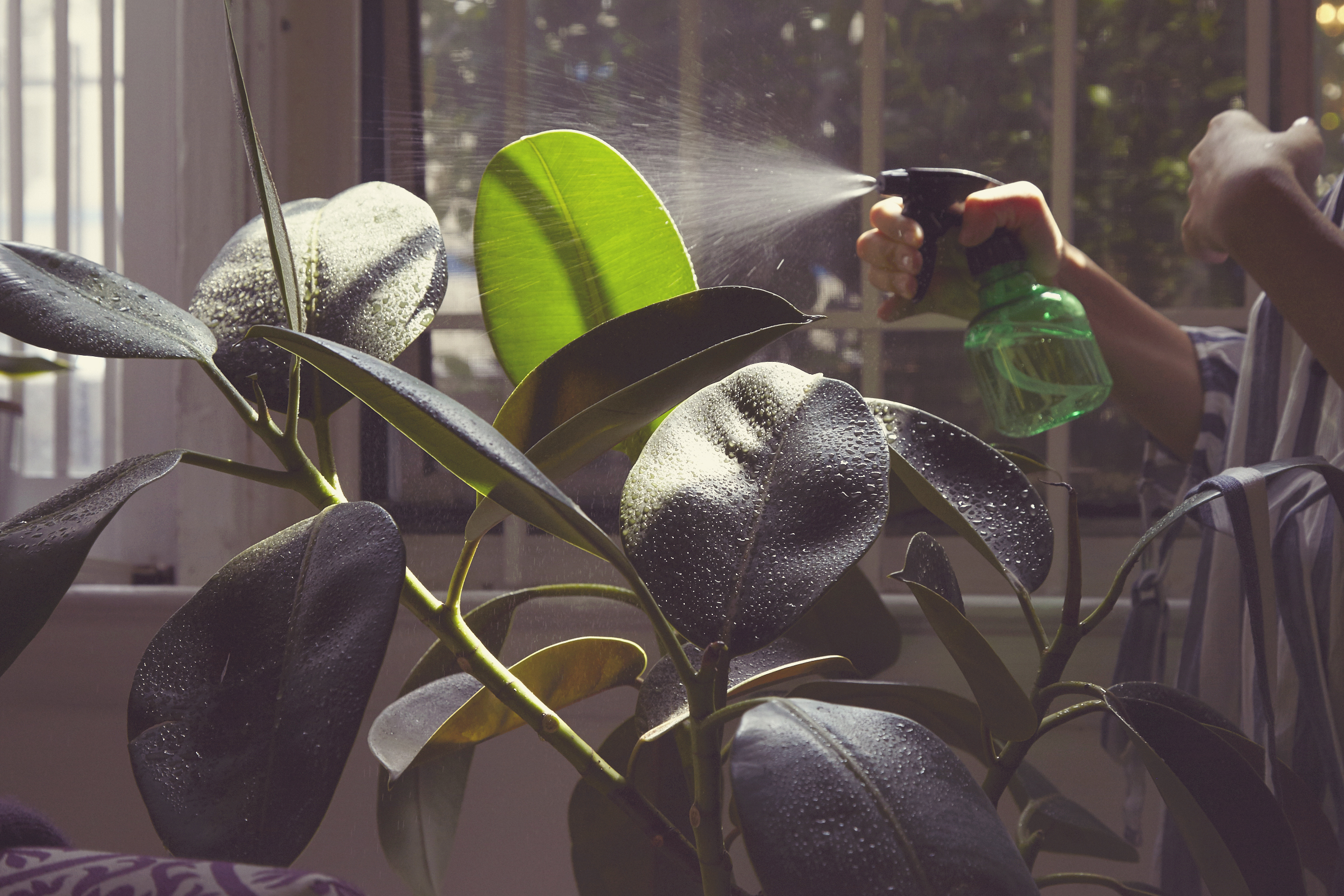 Plant Spray.jpg