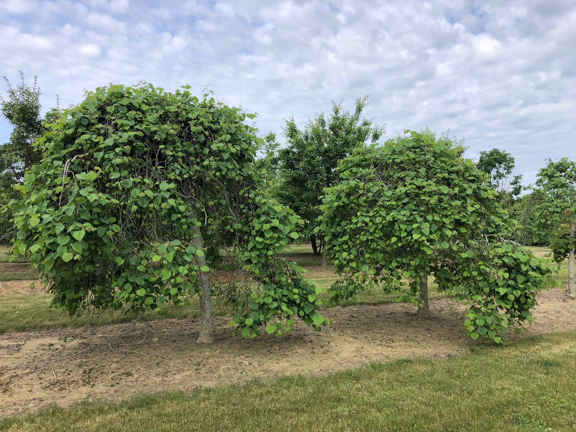 TREE FARM — Whitmores