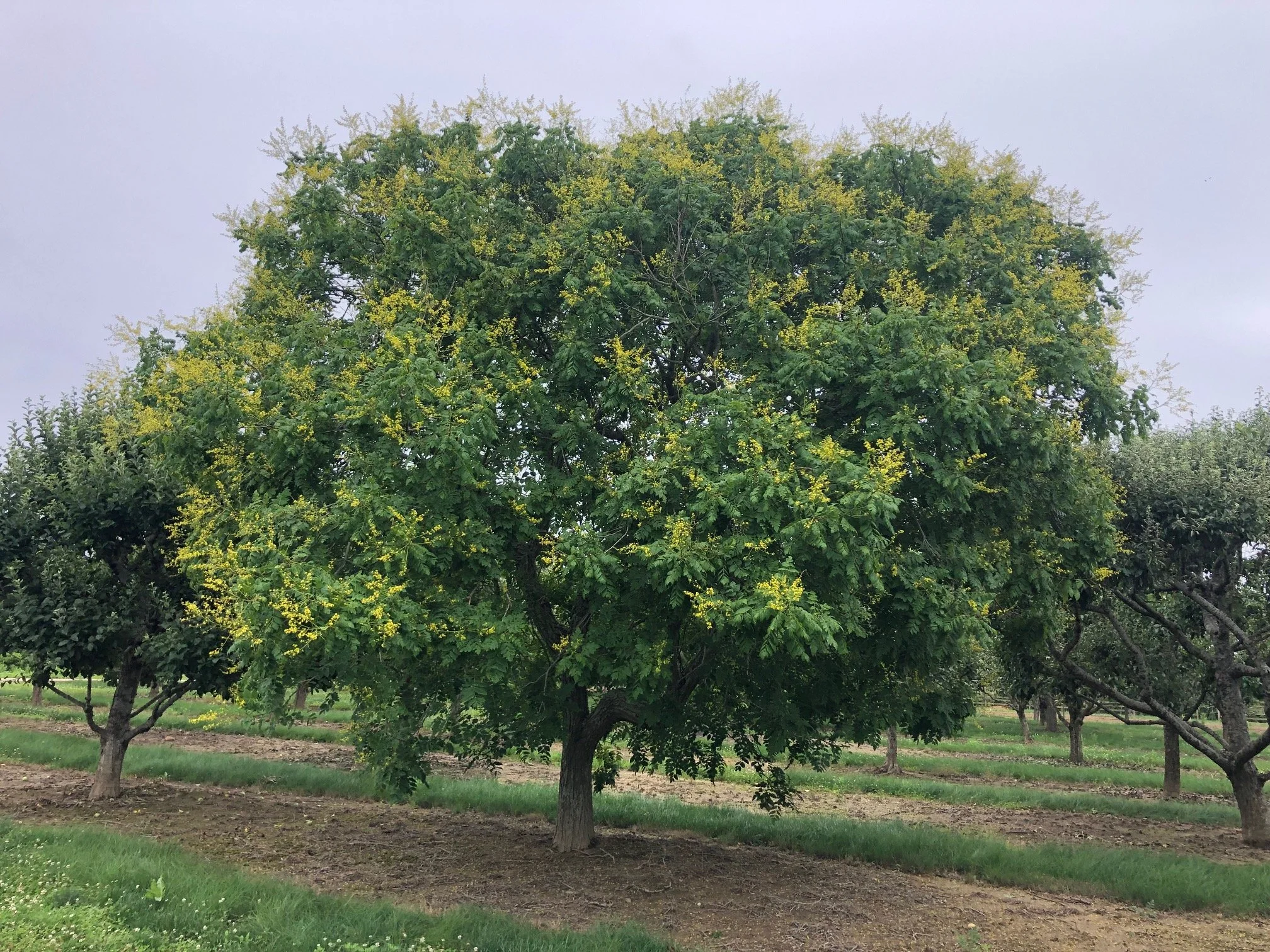 TREE FARM — Whitmores