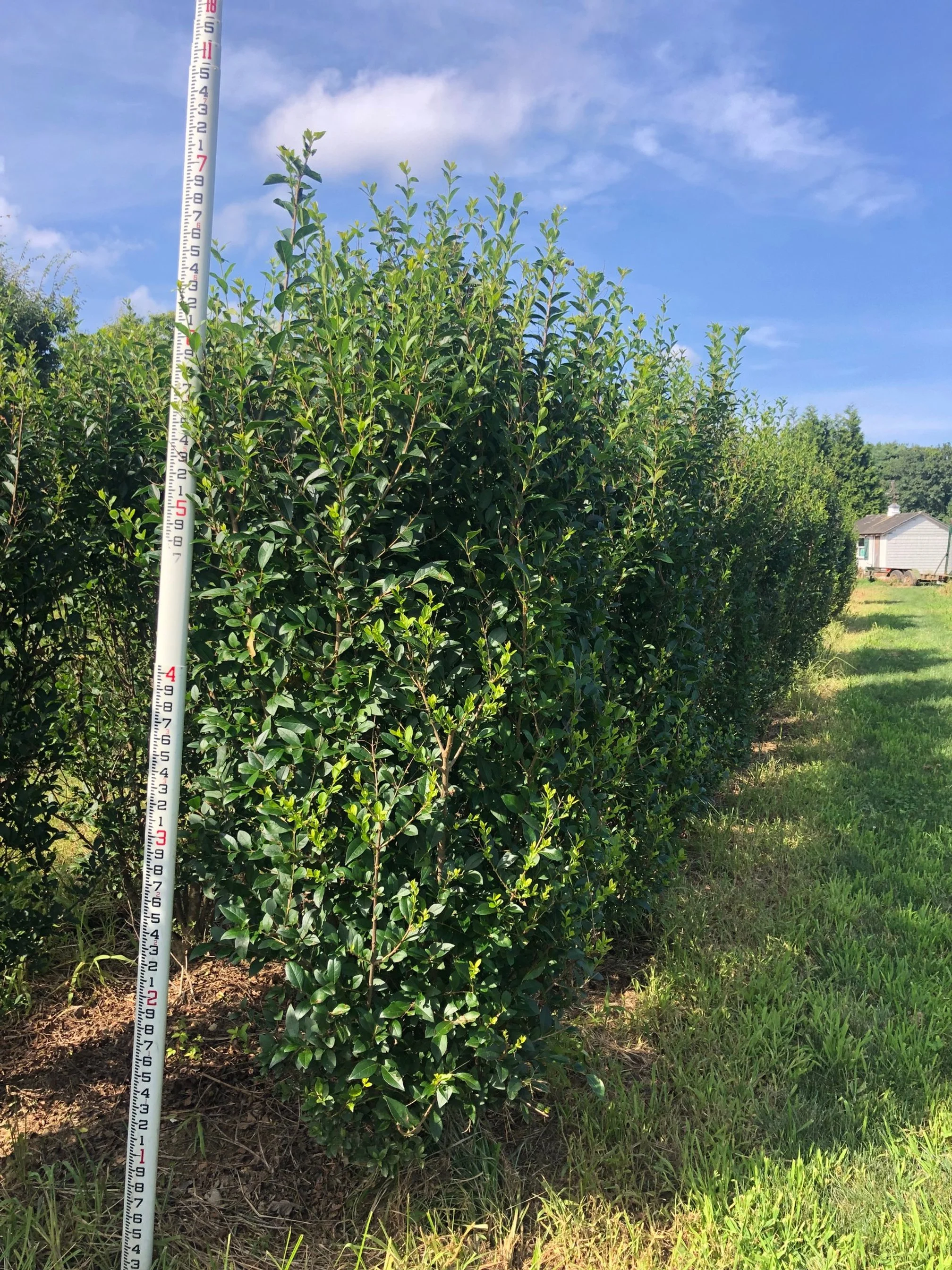 TREE FARM — Whitmores