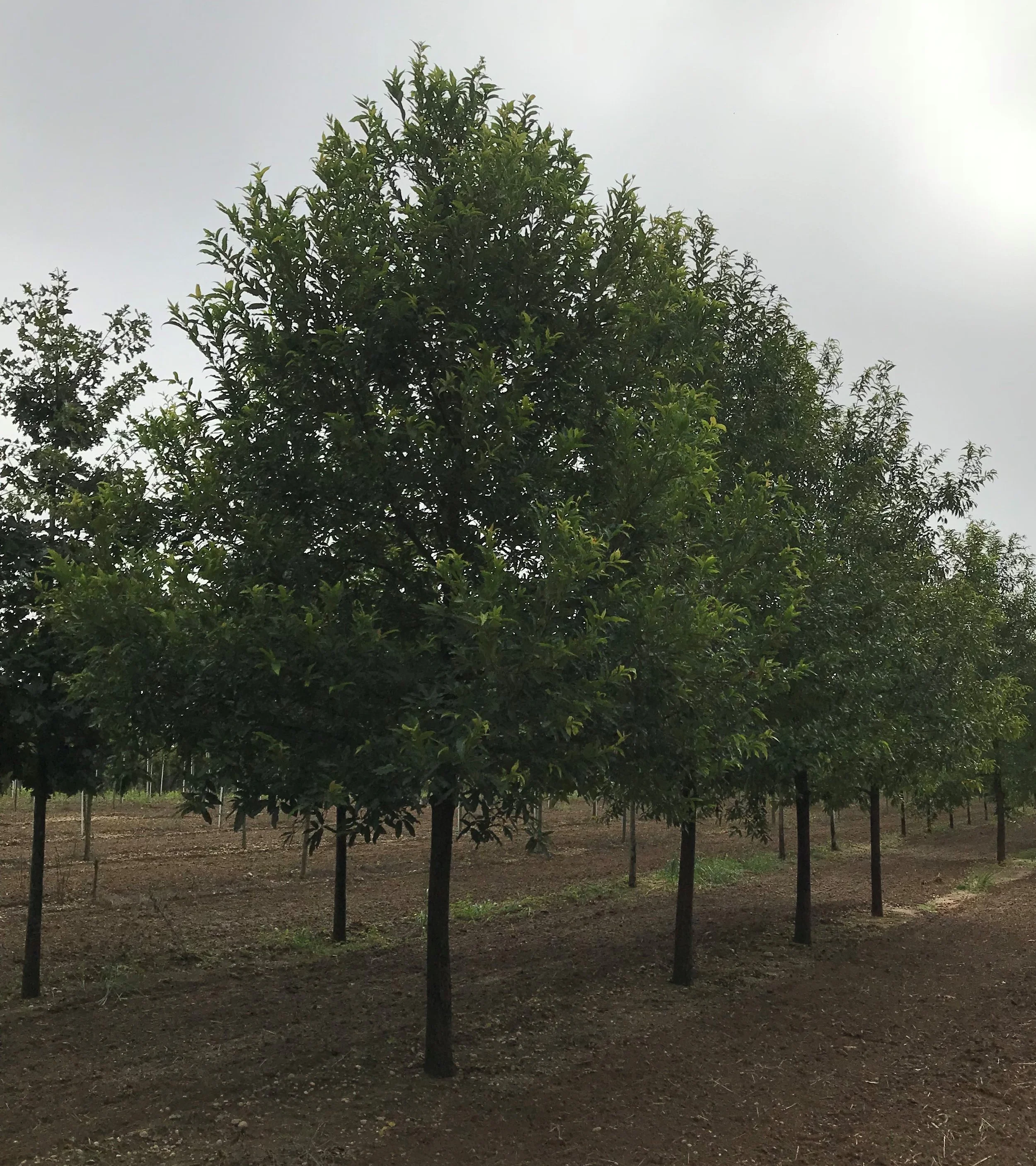 TREE FARM — Whitmores