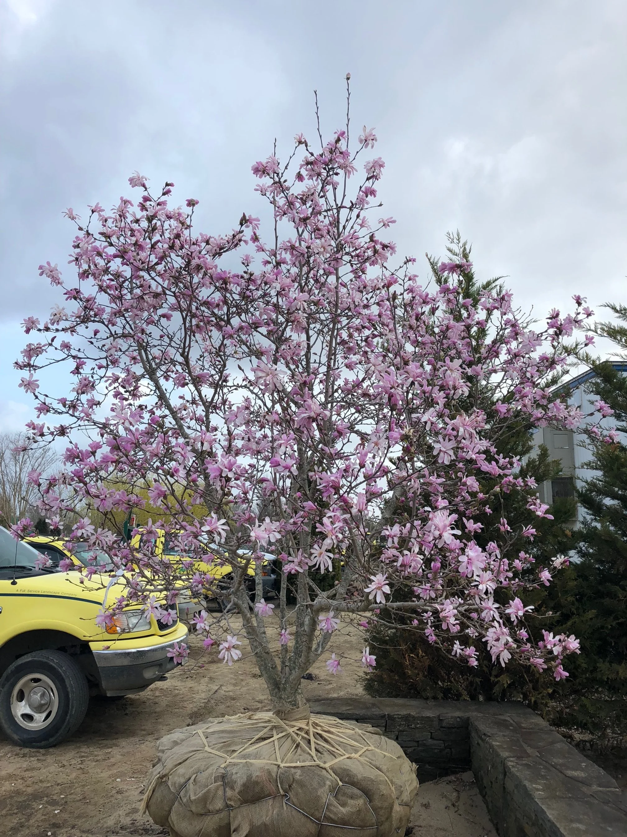 TREE FARM — Whitmores