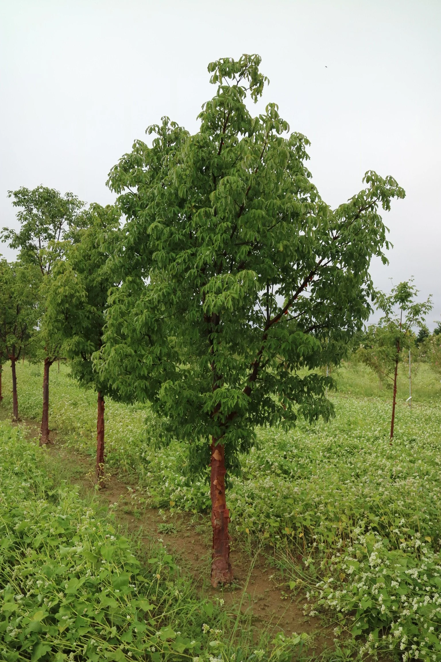 Acer griseum