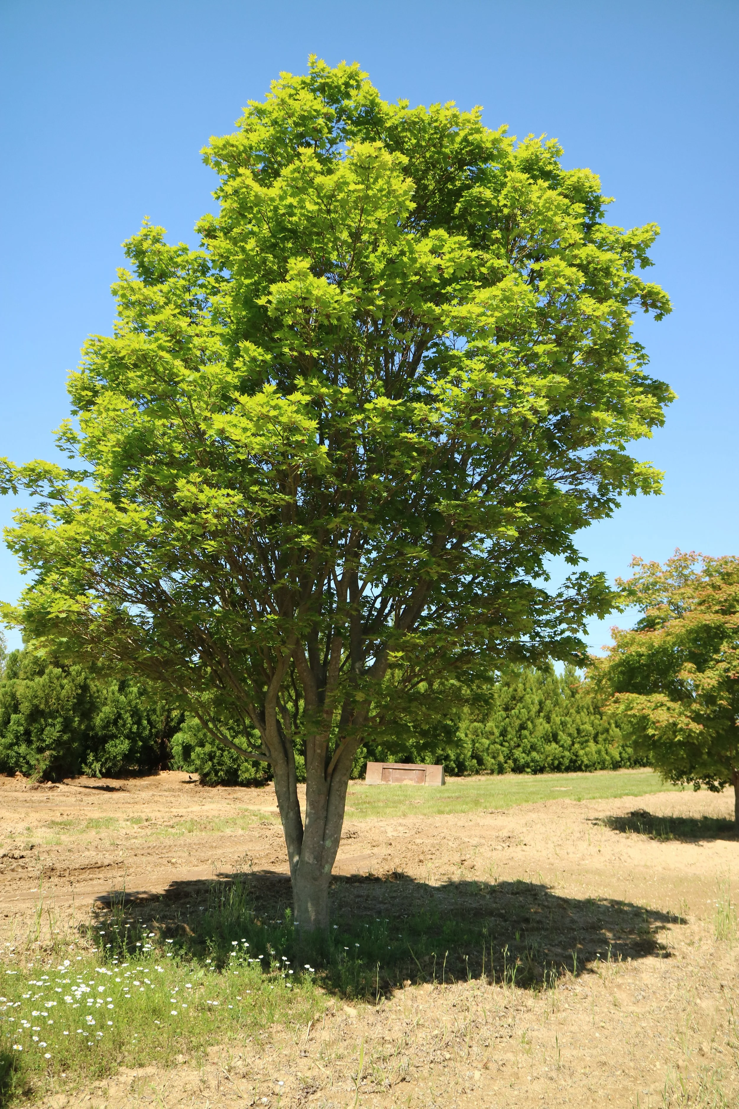 Acer palmatum