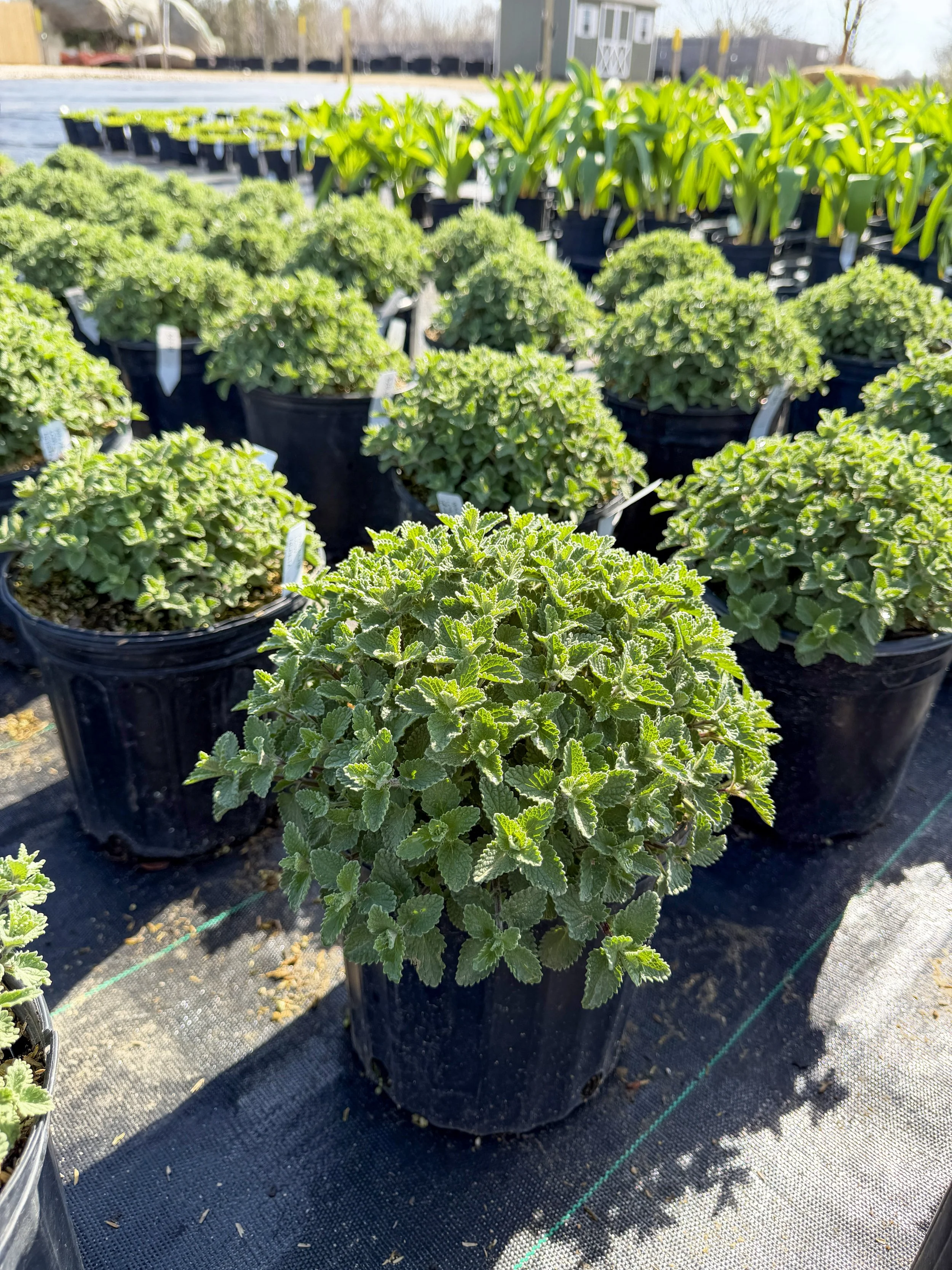 Nepeta ‘Walker’s Low’