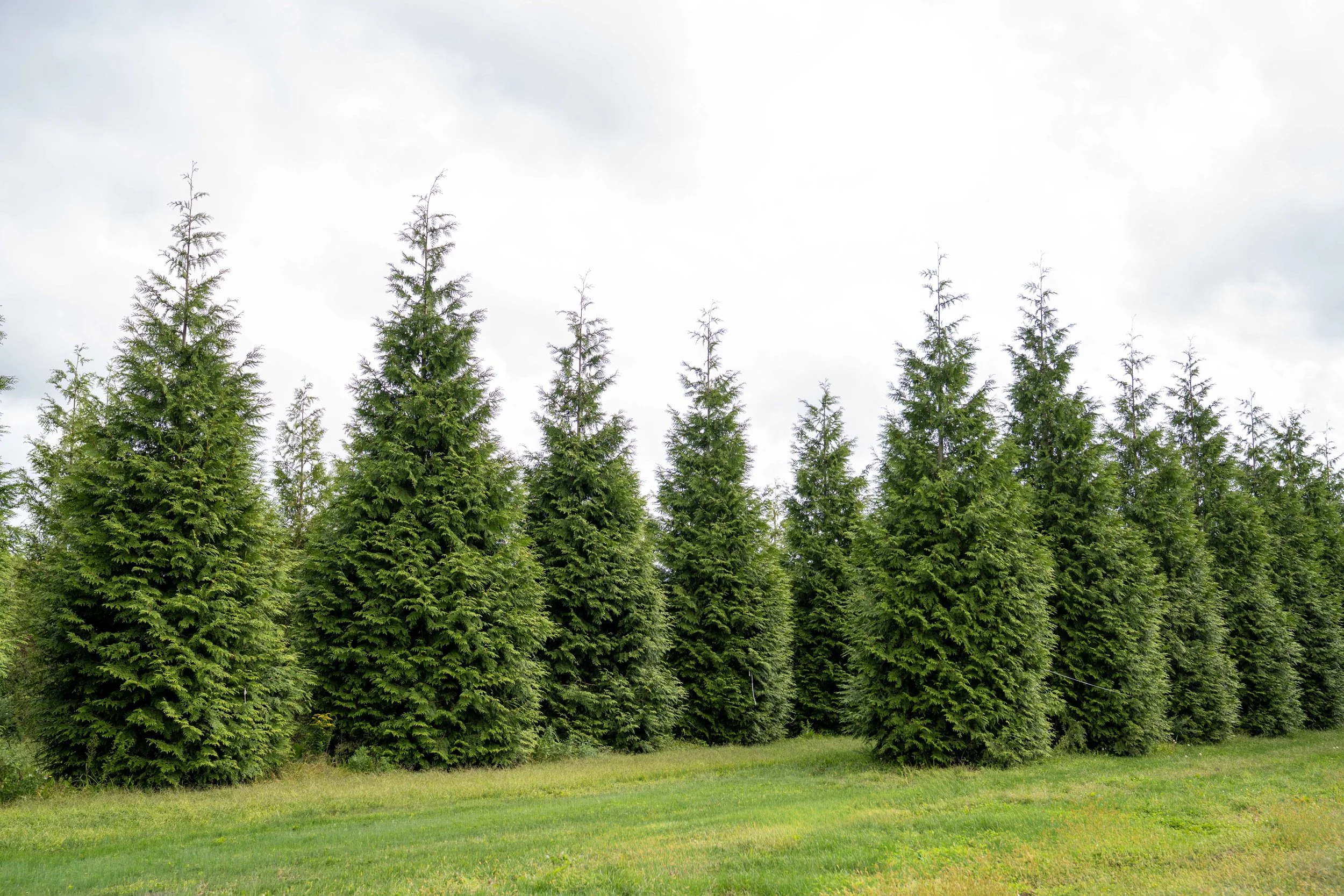 Thuja plicata ‘Green Giant’