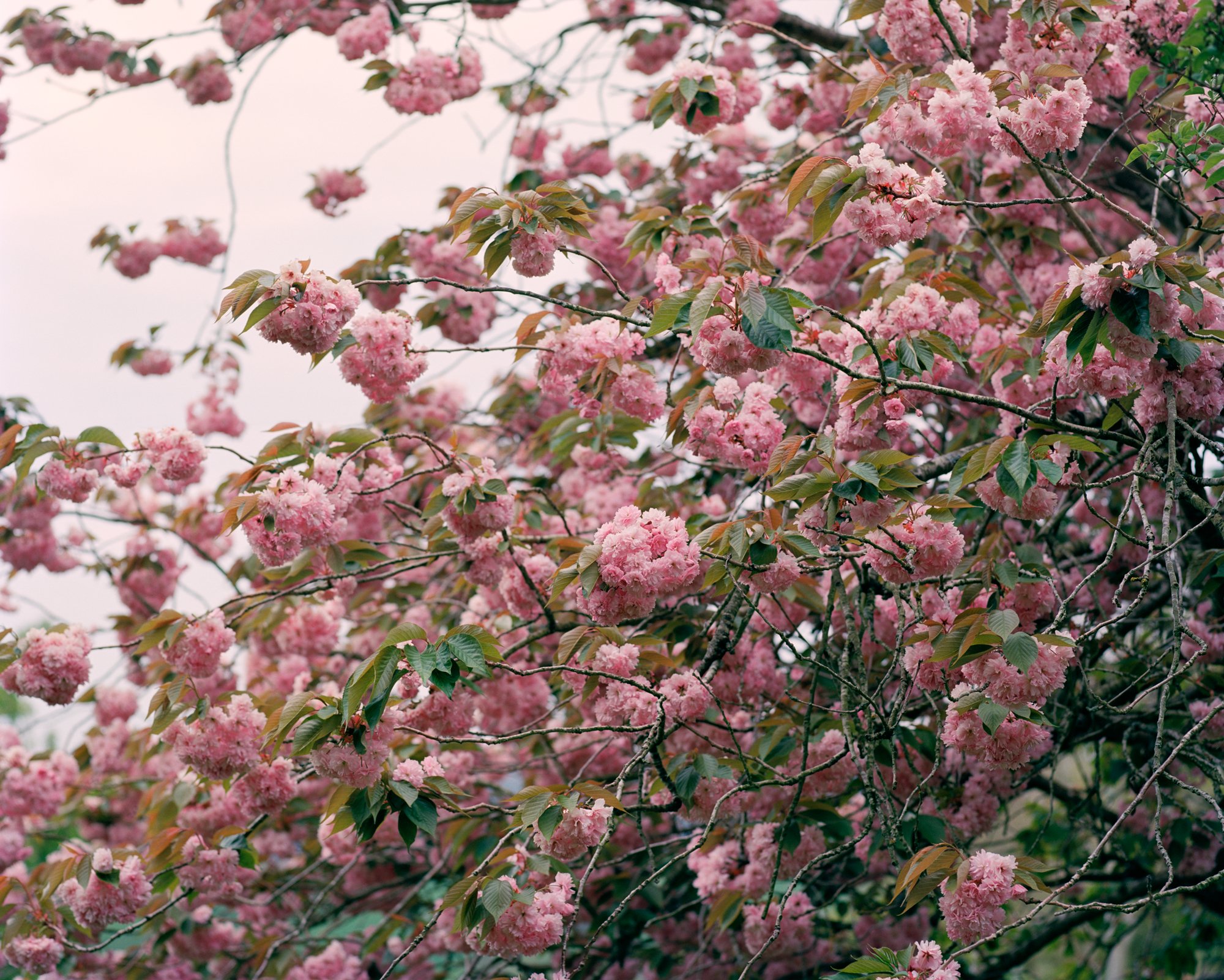 Blossom_FINAL.jpg