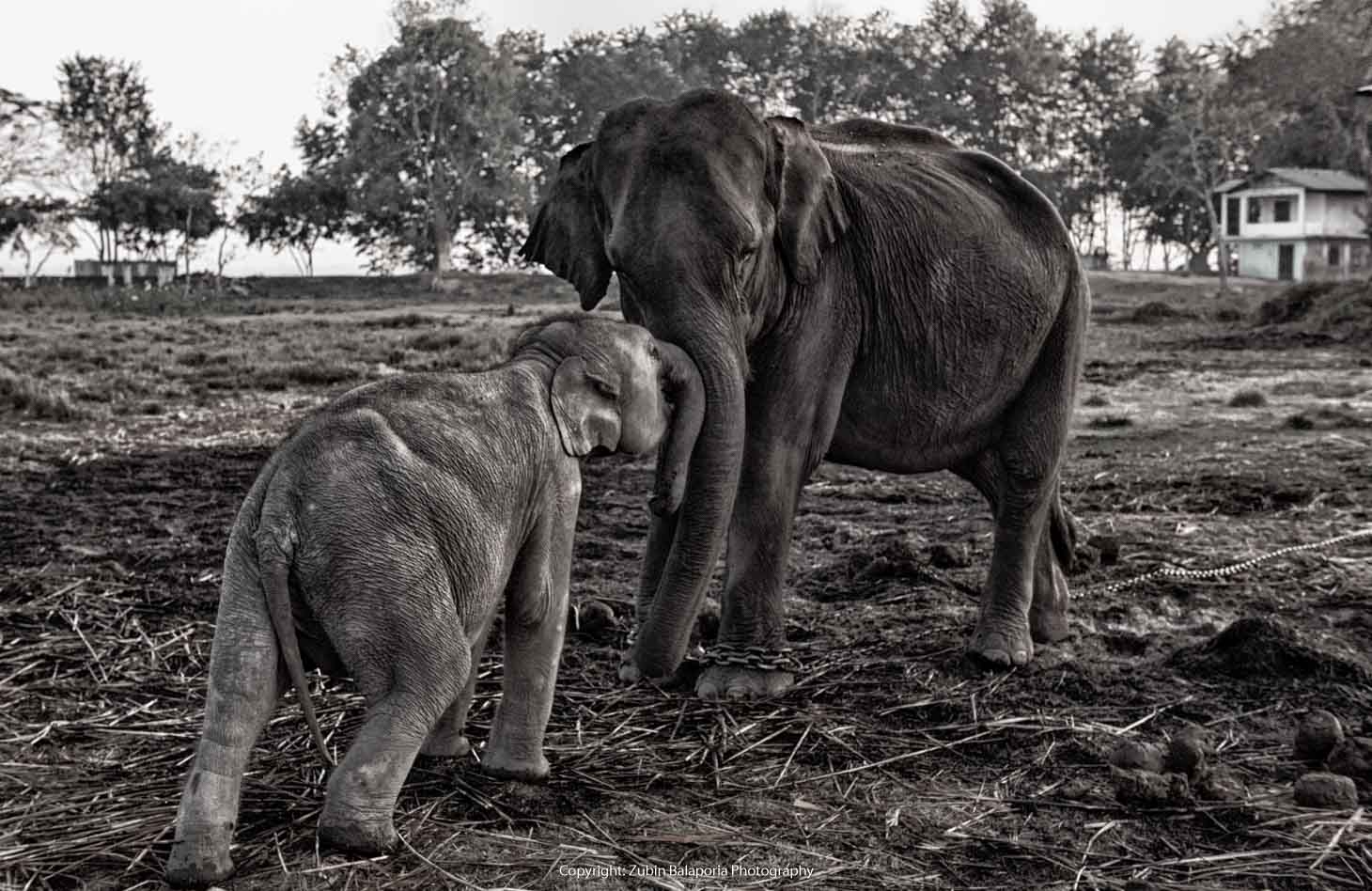 KAP Elephant Mother & Baby 10 BW.jpg