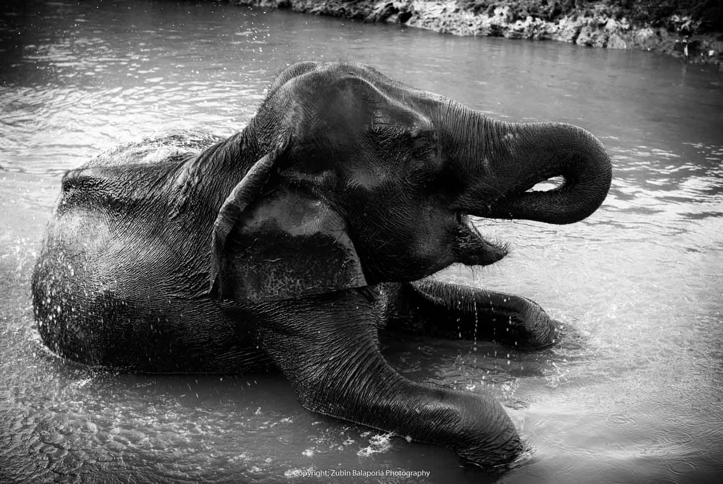 KAP Elephant Sauna 03 BW16.jpg