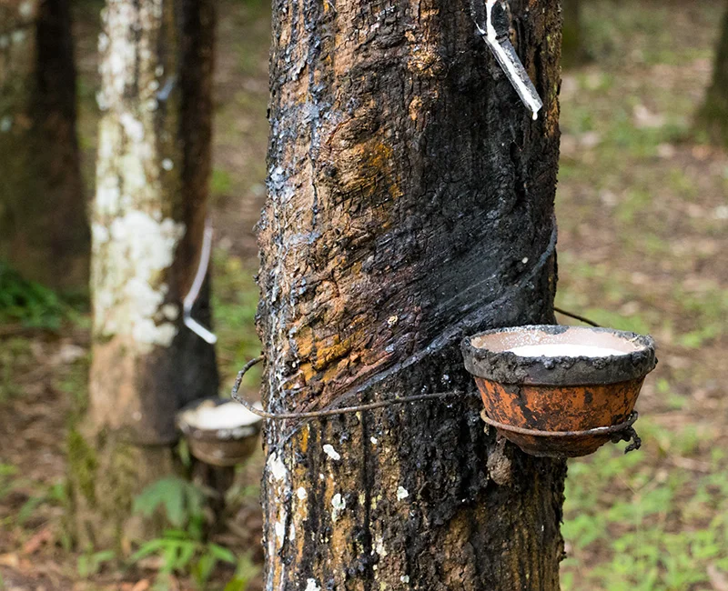 Hevea Brasiliensis trees are tapped and the liquid latex collected by hand.