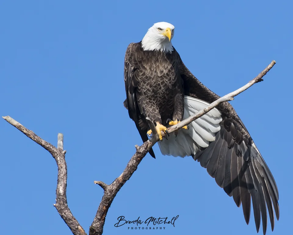 Florida Bald Eagle stretching it's wing! Brenda Mitchell Photography