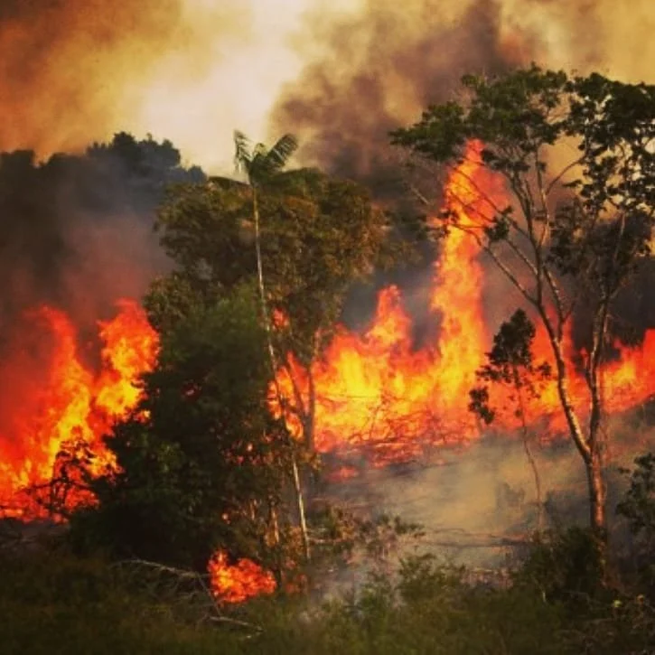 The Amazon is burning. Donate to www.amazonwatch.org or check out the current article from businessinsider for an extensive list of organizations working for indigenous rights and conservation of the rainforest. If you wish to check the
Six charities