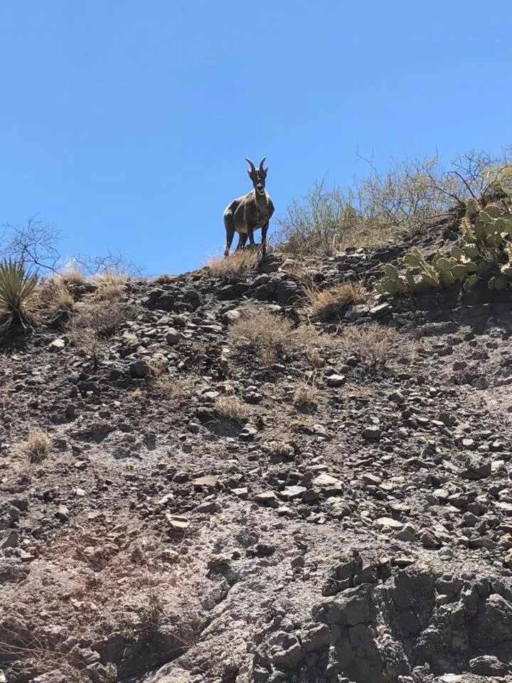 Mountain Goats are a fun thing to see. They look so majestic just standing there.