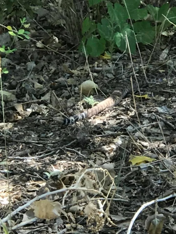 RATTLESNAKES! We saw this beautiful 4 ft rattlesnake just outside of our campground... yes, I hate seeing these but love the beauty at the same time. 