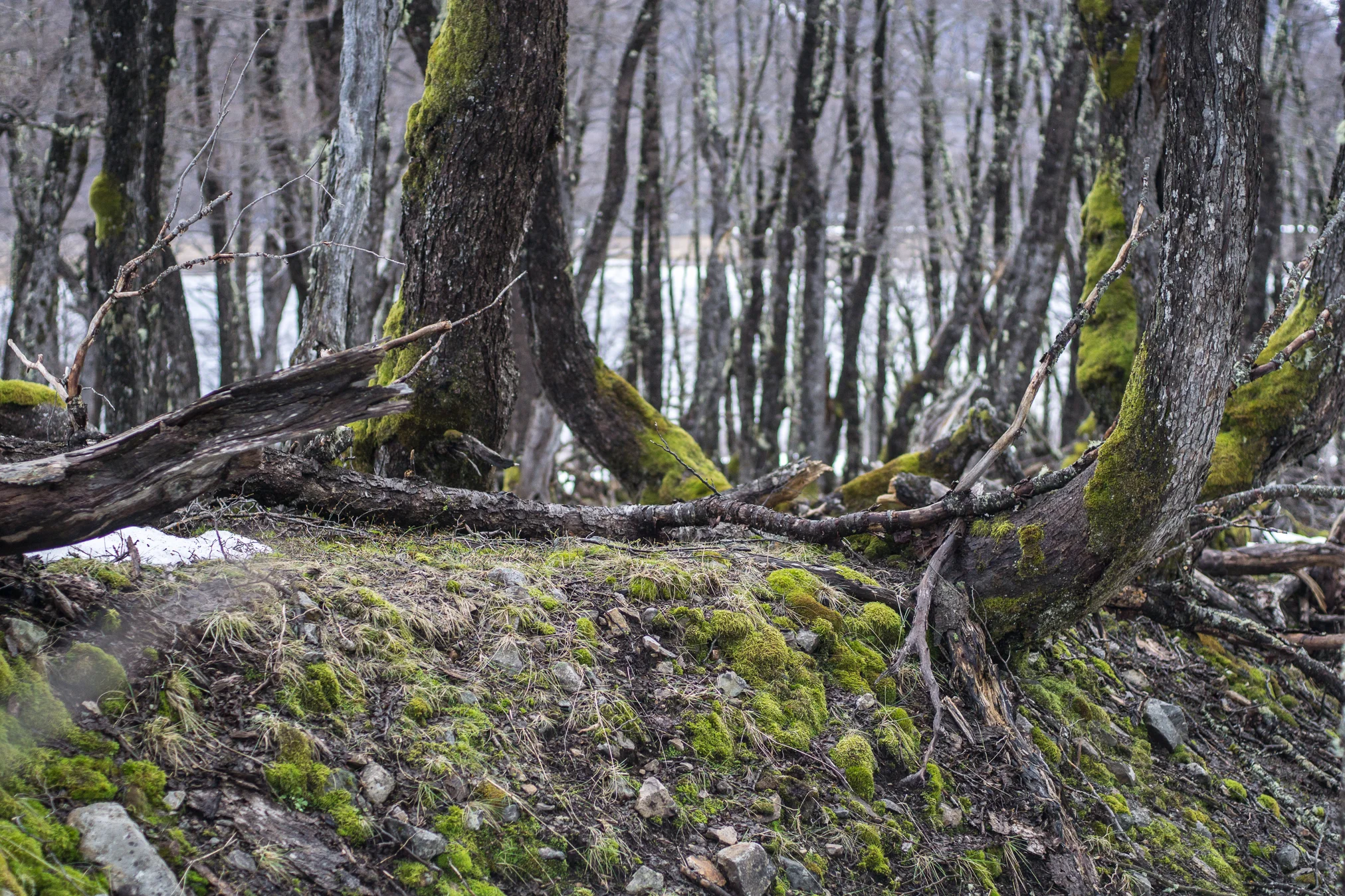 _DSC0215.jpg